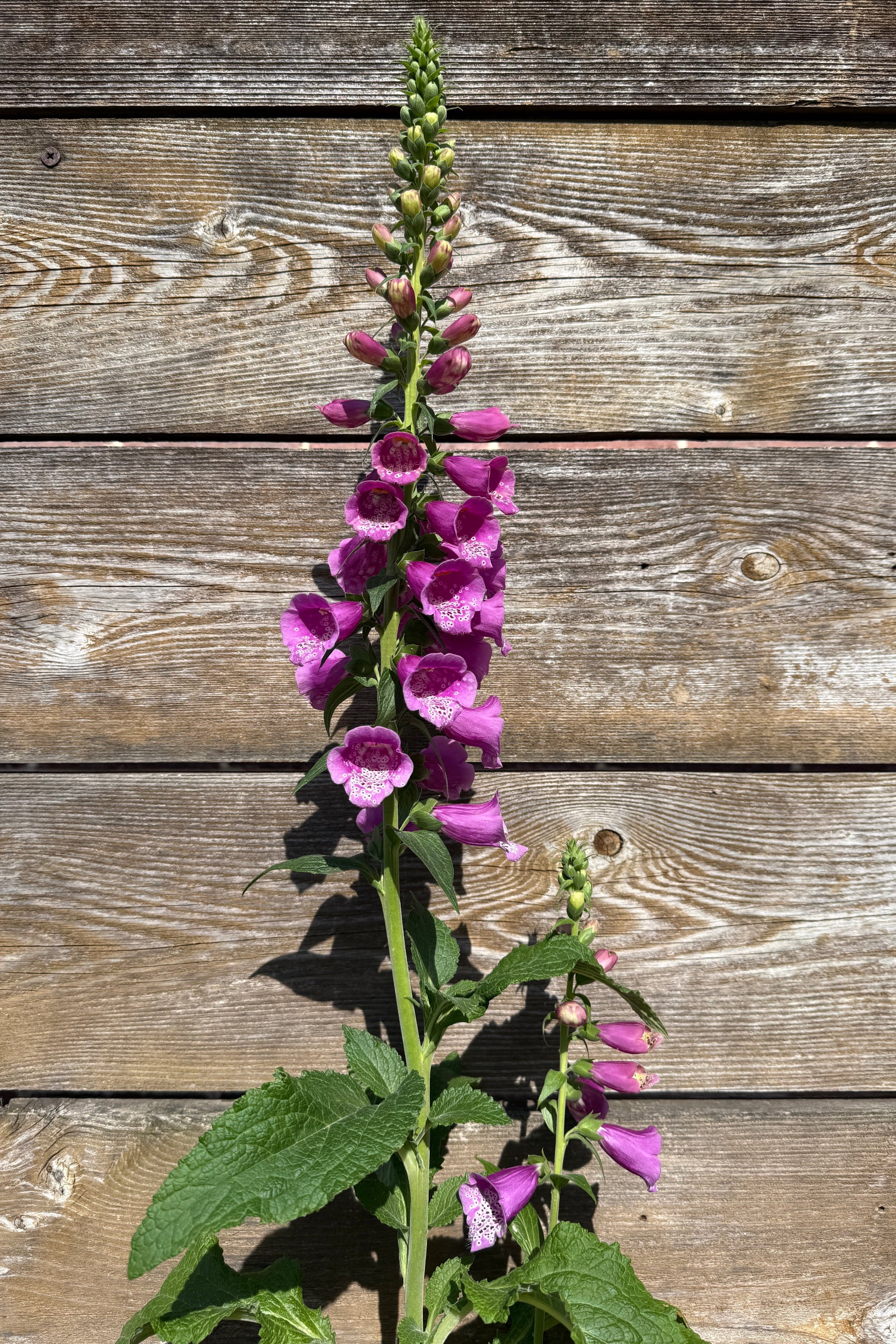 Purple foxglove Digitalis 'Dalmatian Purple' flower against a wooden background in the middle of May ©Sprout Home