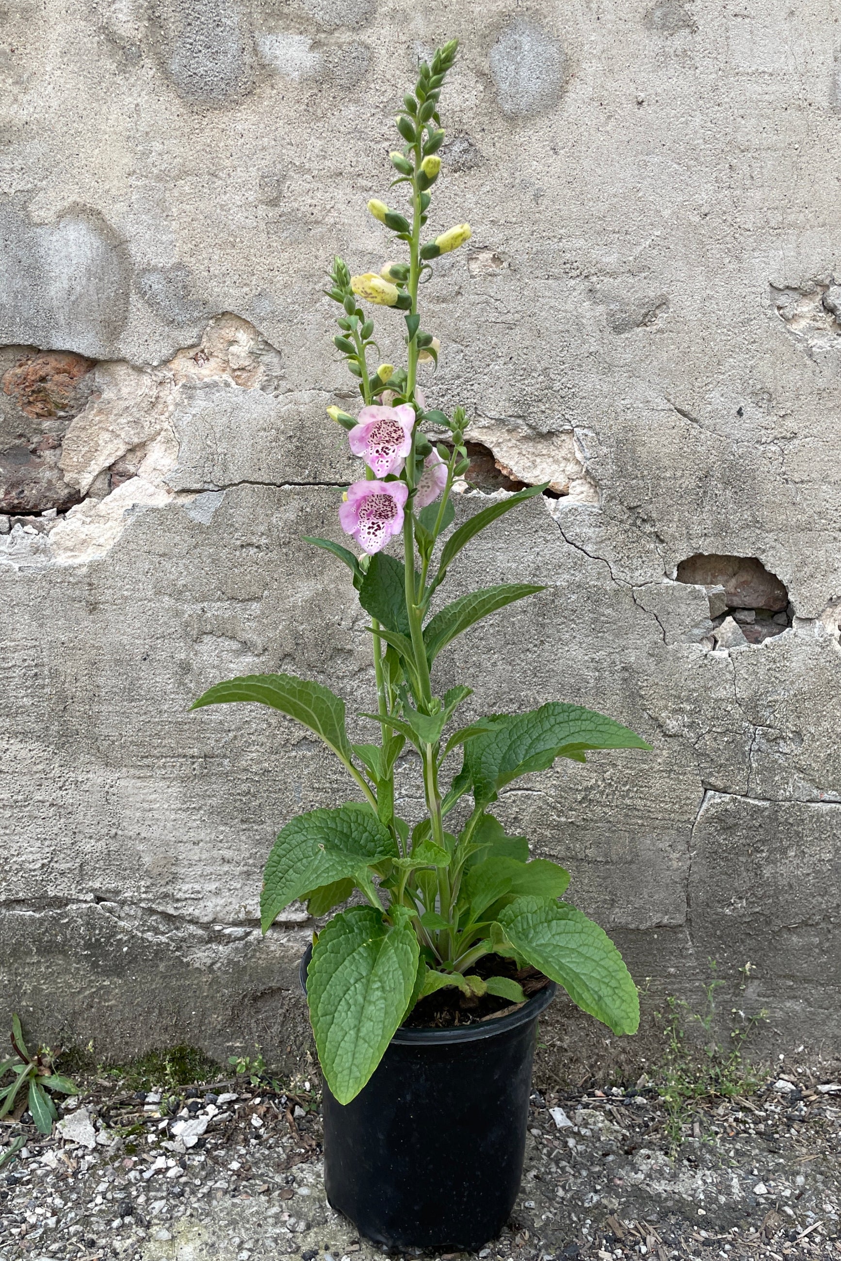 Digitalis 'Camelot Lavender' in a #1 growers pot the end of May starting to bloom. ©Sprout Home