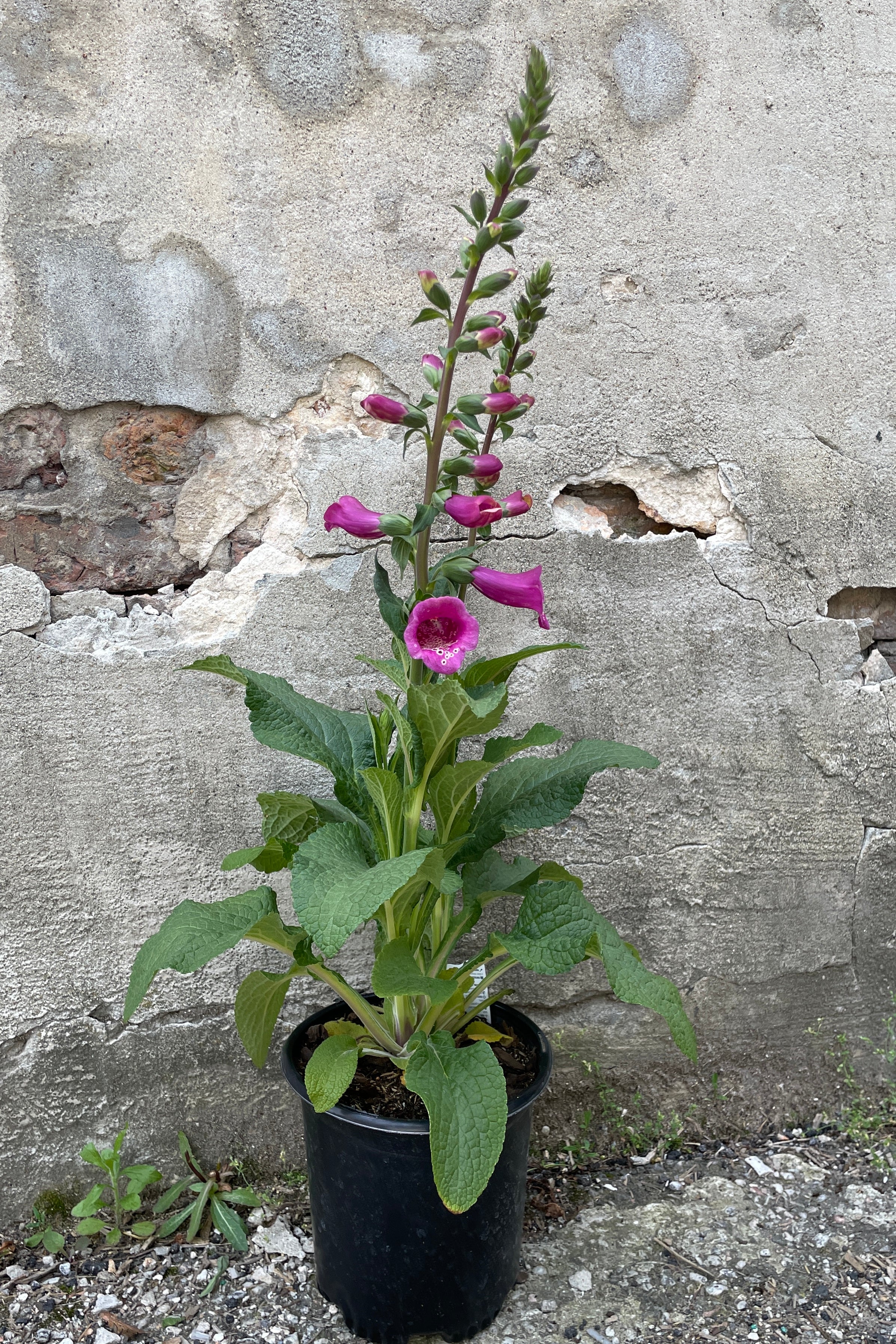 Digitalis 'Camelot Rose' in a #1 growers pot in bud and bloom the end of  May at Sprout Home. 