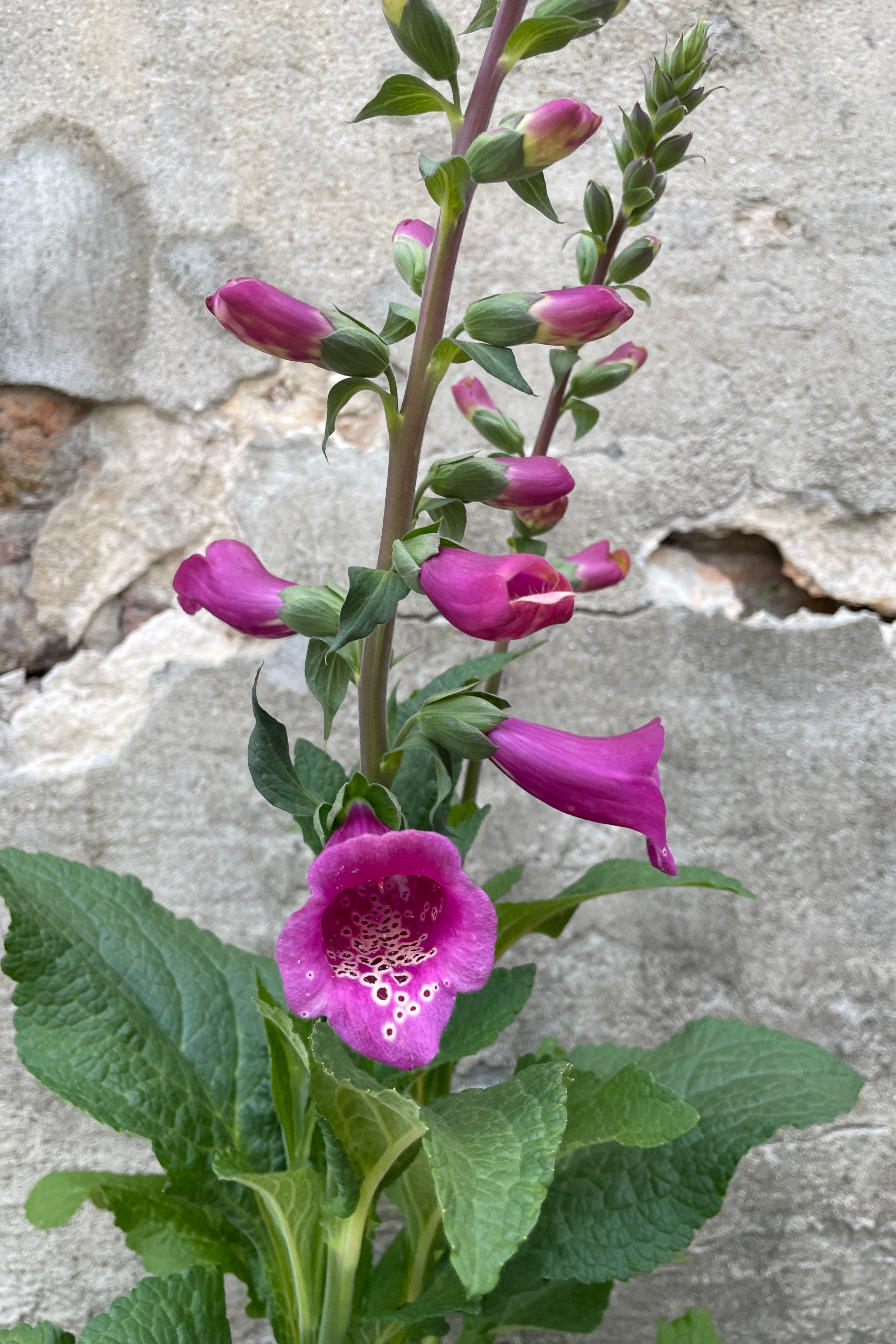 Digitalis 'Camelot Rose' in bloom the end of May wtih its rich rose colored flowers open and also in bud. 