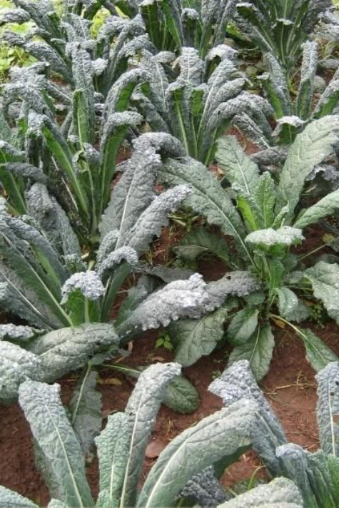 Frost-covered Dino kale plants in a garden ©Hudson Valley seed Co.