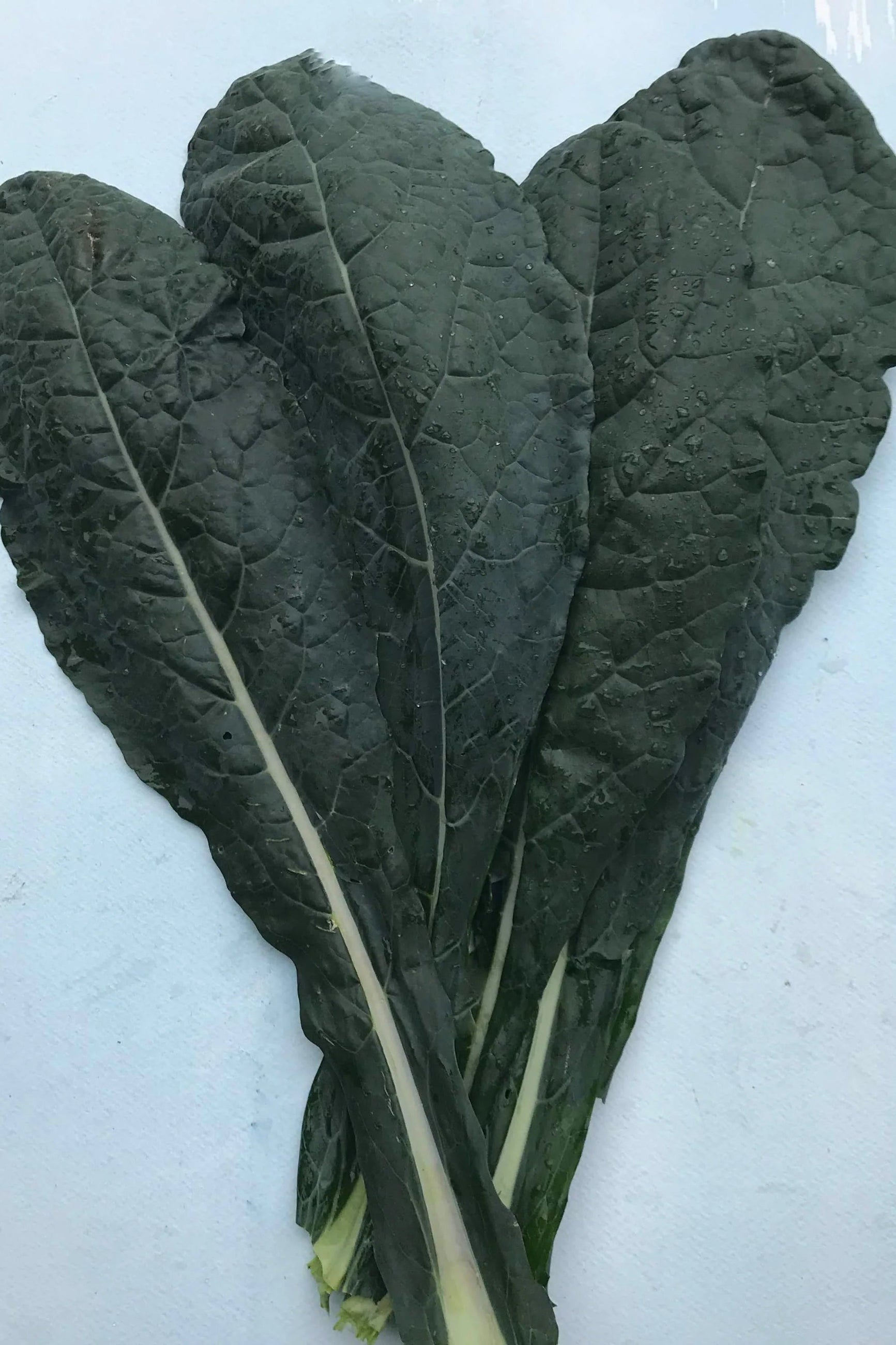Three large Dino Kale green leaves on a light blue background ©Hudson Valley Seed Co.