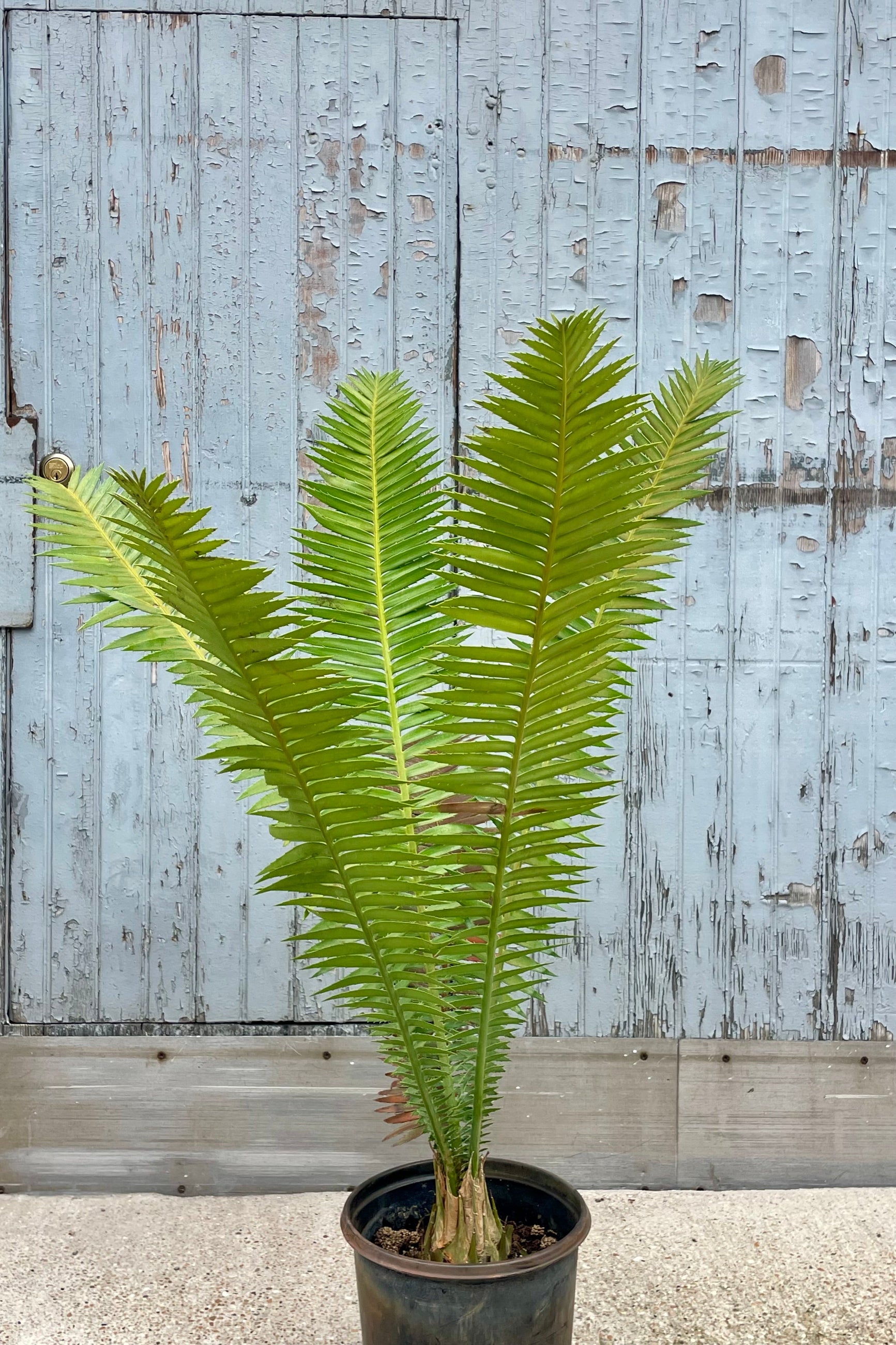 A potted Dioon in front of a weathered wooden wall ©Sprout Home