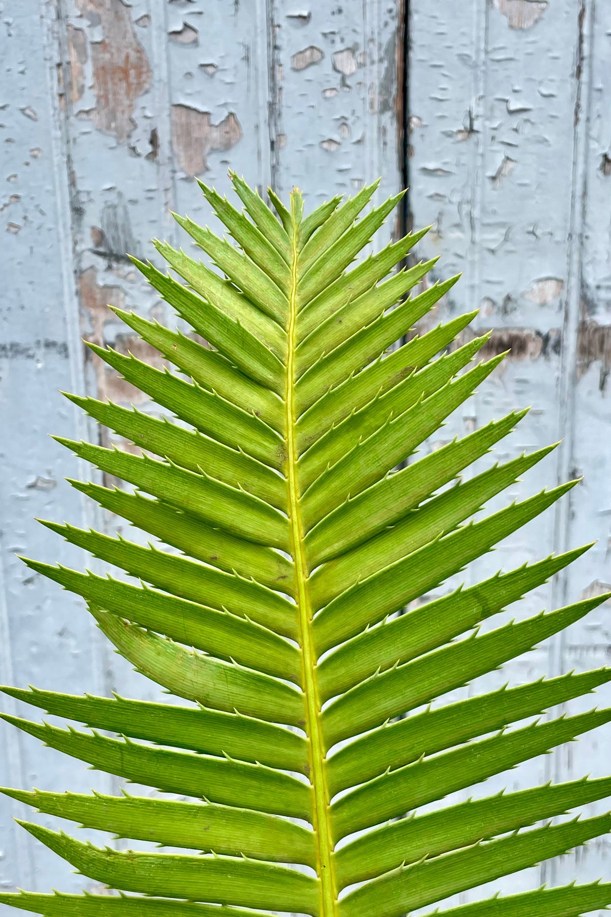 A close up photo of a Dioon leaf in front of a wooden wall ©Sprout Home
