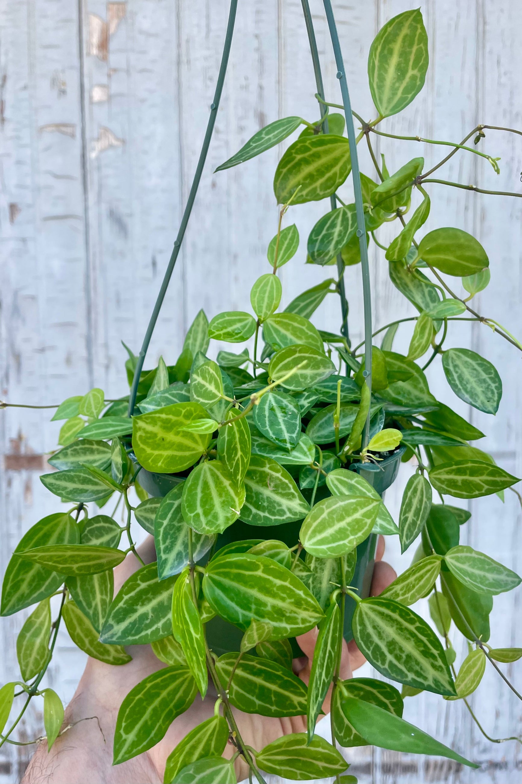 A hand holds a plant with small leaves and vines in front of a wooden wall ©Sprout Home