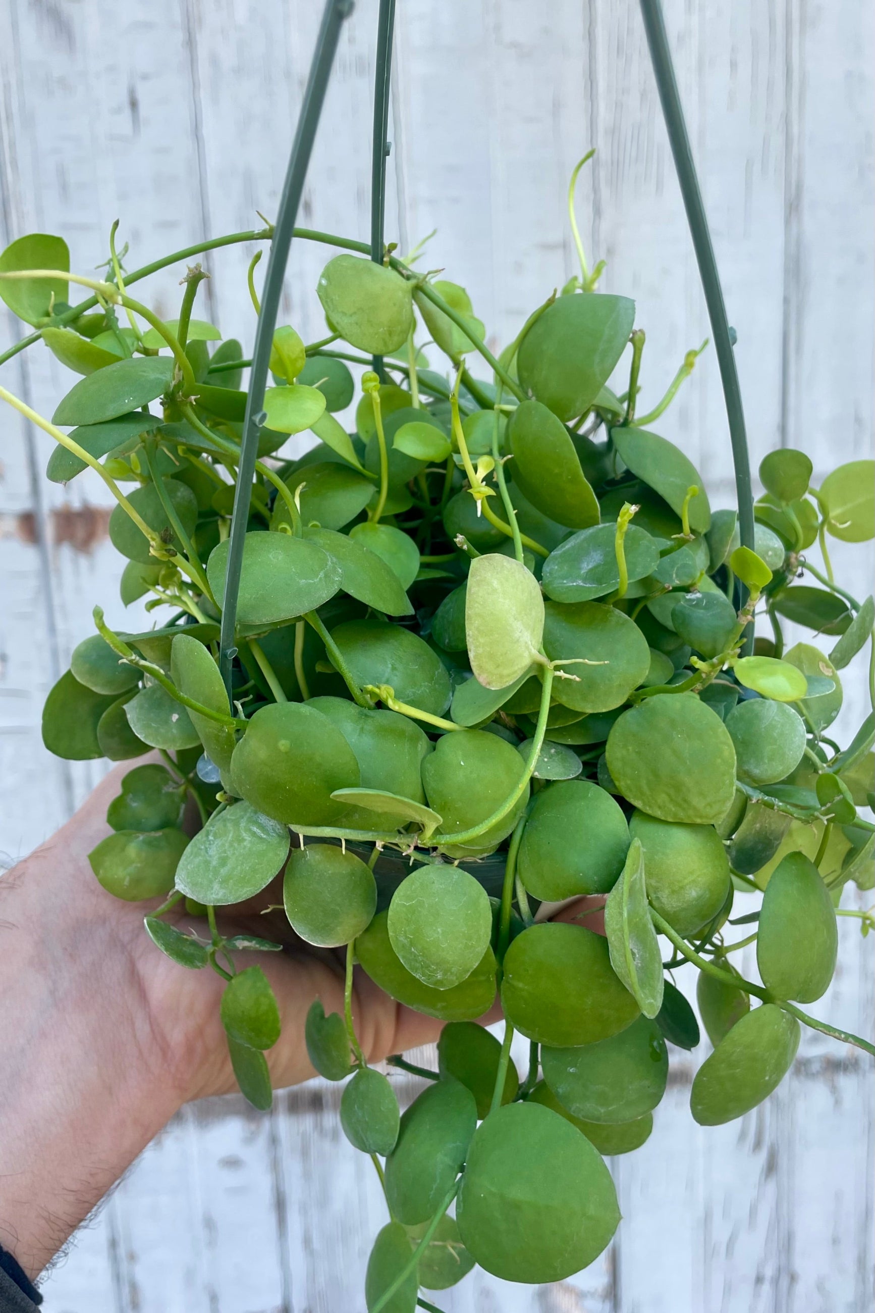 A hand holds a plant with small leaves and vines in front of a wooden wall ©Sprout Home
