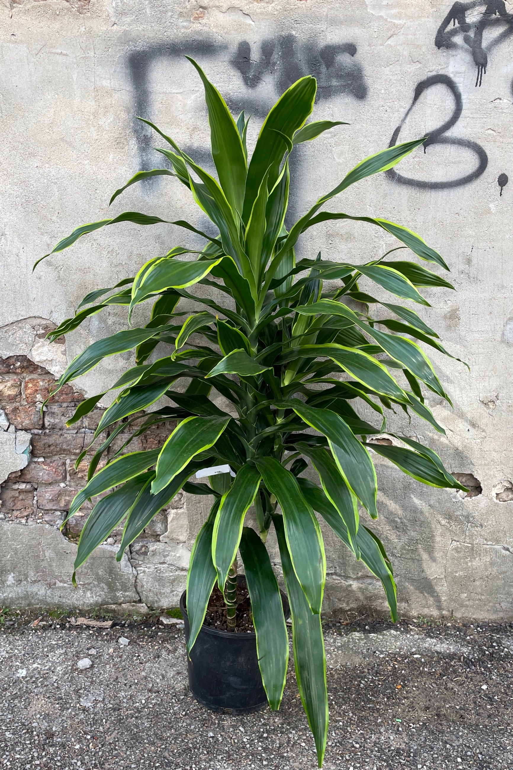 Dracaena 'Art' in a 10" growers pot against a concrete wall.  ©Sprout Home