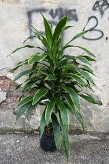 Dracaena 'Art' in a 10" growers pot against a concrete wall. 