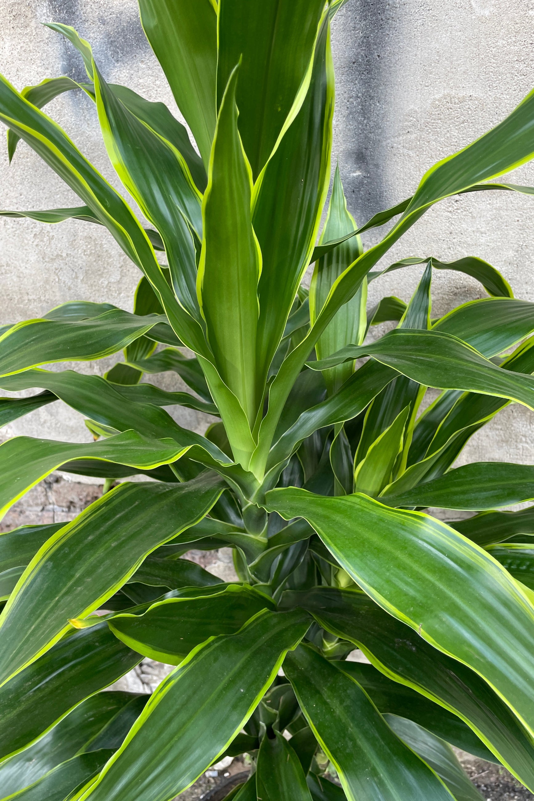 Up close picture of the green and lemon ridged strappy leaves of the Dracaena 'Art' ©Sprout Home