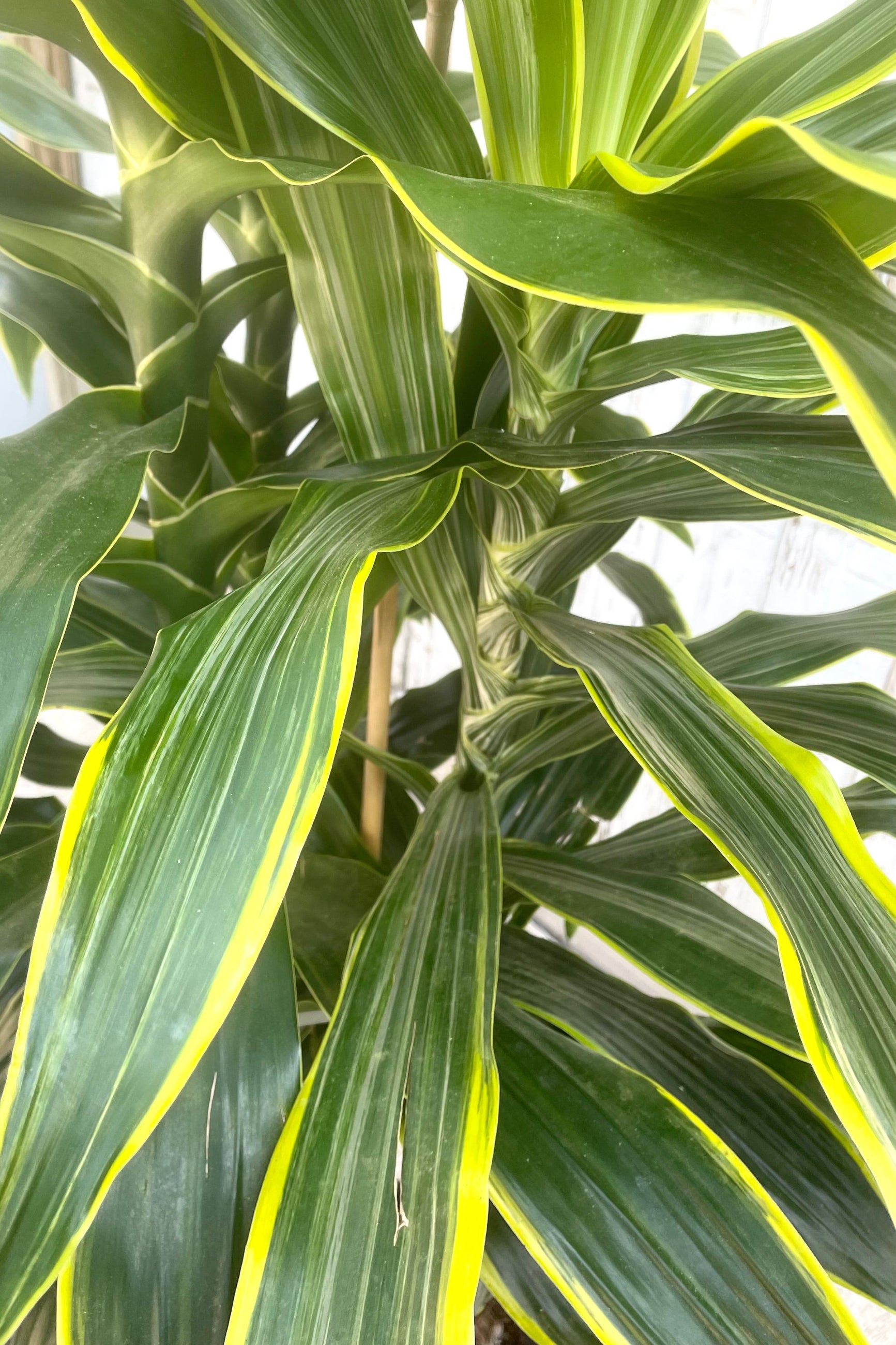 A detailed view of Dracaena 'Art' 12" against wooden backdrop ©Sprout Home