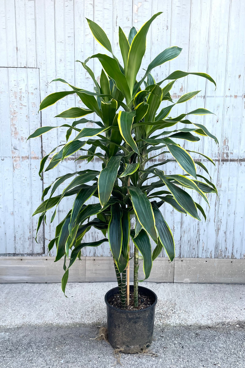 A full view of Dracaena 'Art' 12" in gallon pot against wooden backdrop