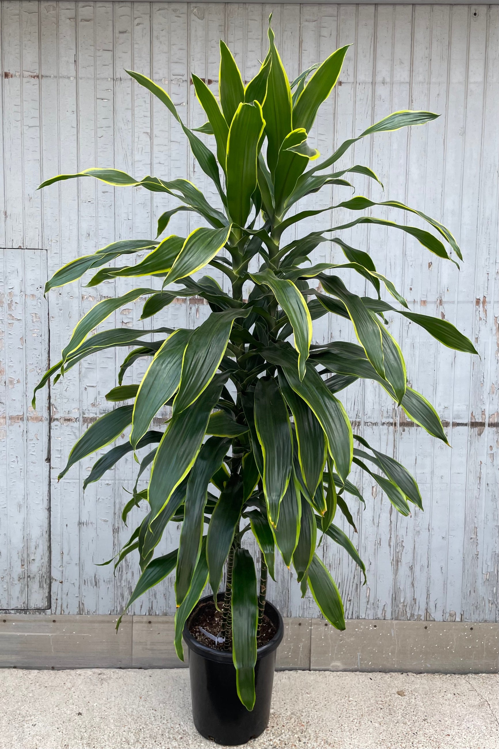 Dracaena 'Art' in a #7 growers pot standing tall with its green and yellow margined lance shaped leaves.  ©Sprout Home