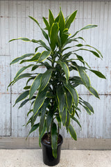 Dracaena 'Art' in a #7 growers pot standing tall with its green and yellow margined lance shaped leaves. 