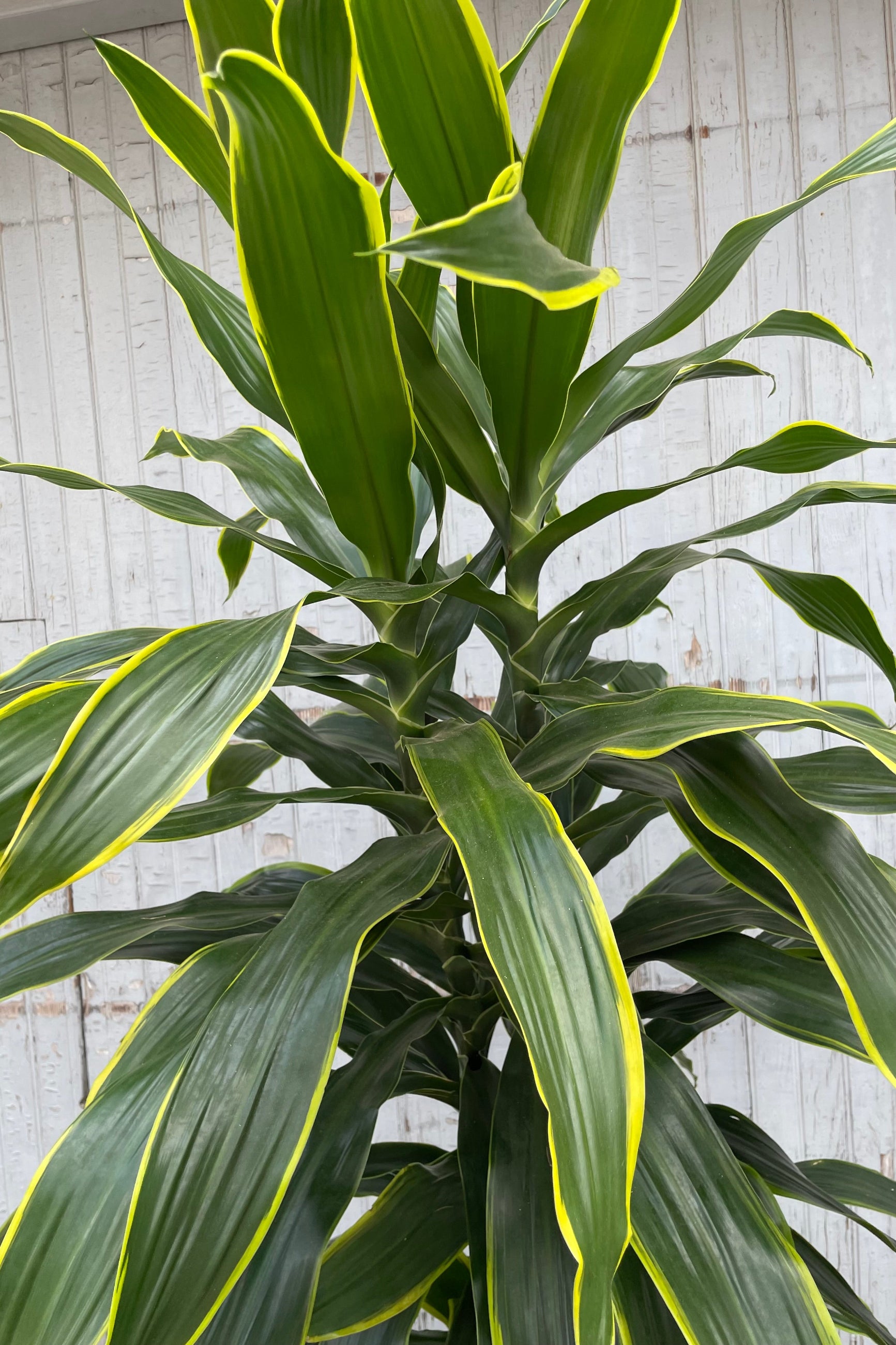 Detail picture of the green lance shaped leaves with yellow exterior margins of the Dracaena 'Art' ©Sprout Home