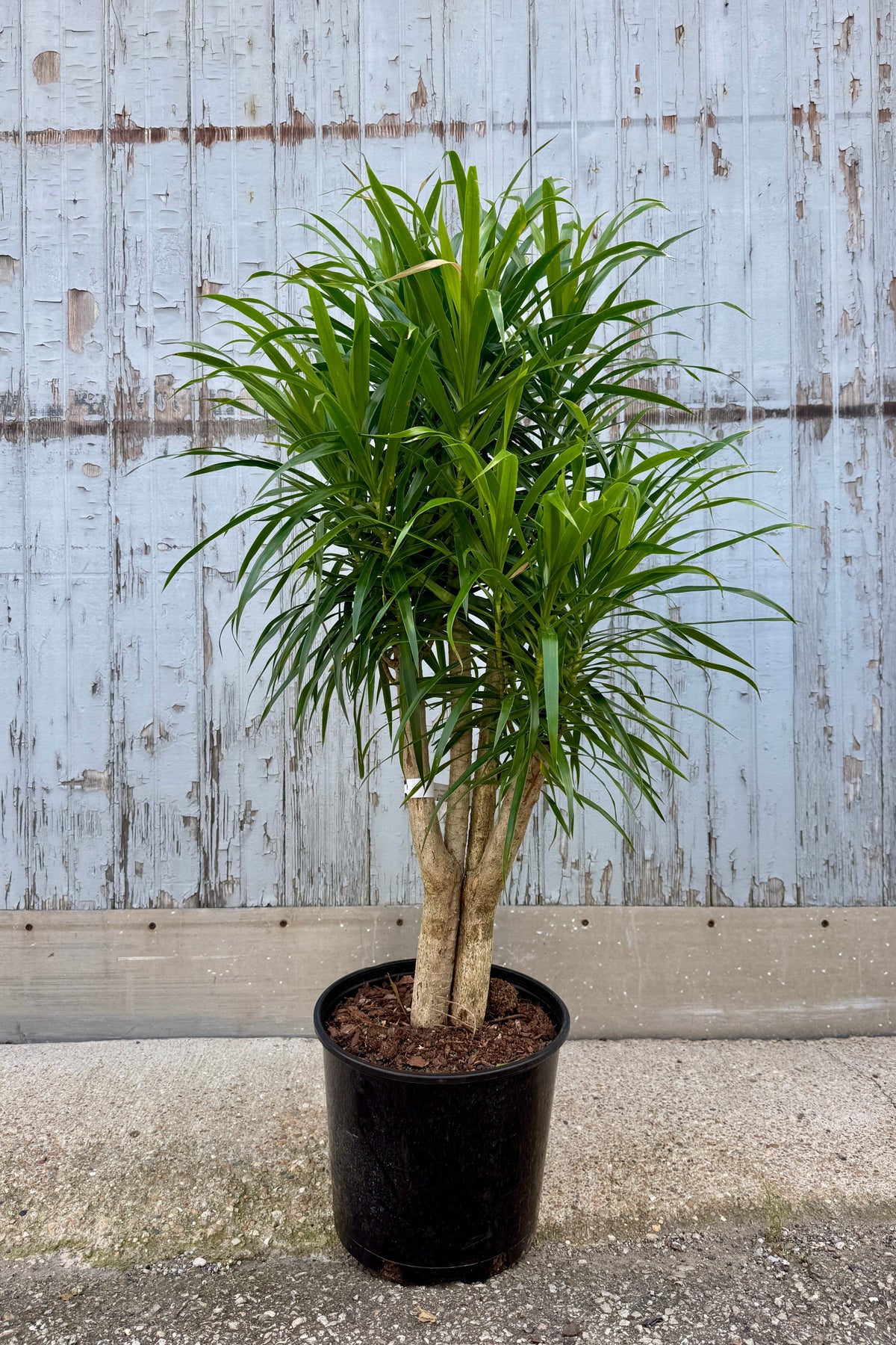 A potted Dracaena 'Anita' clump form 10", with vibrant green leaves and a light beige trunk, planted in a black nursery pot on a concrete surface against a weathered, light blue-gray wooden fence. ©Sprout Home