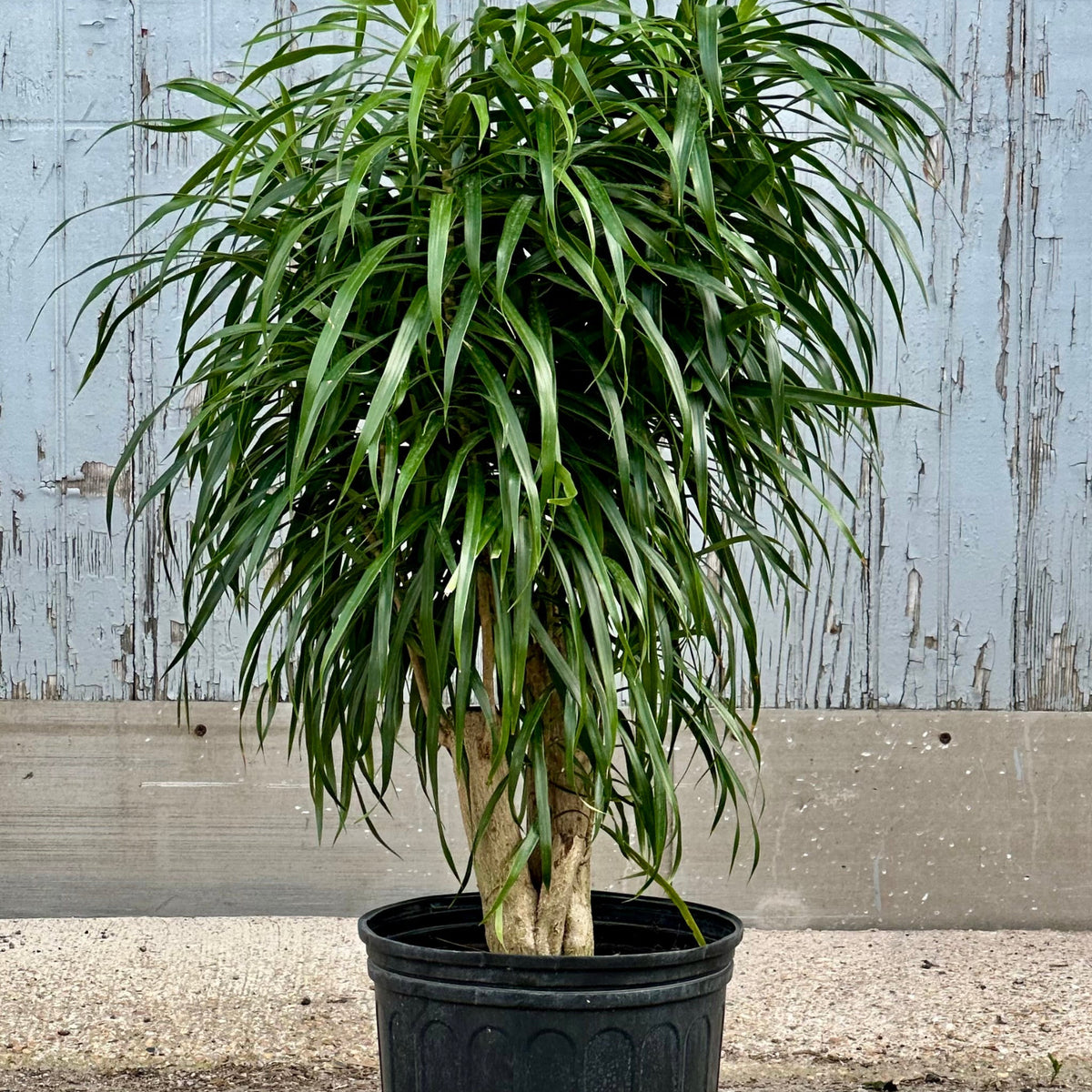 Dracaena 'Anita' standard / stump form 10