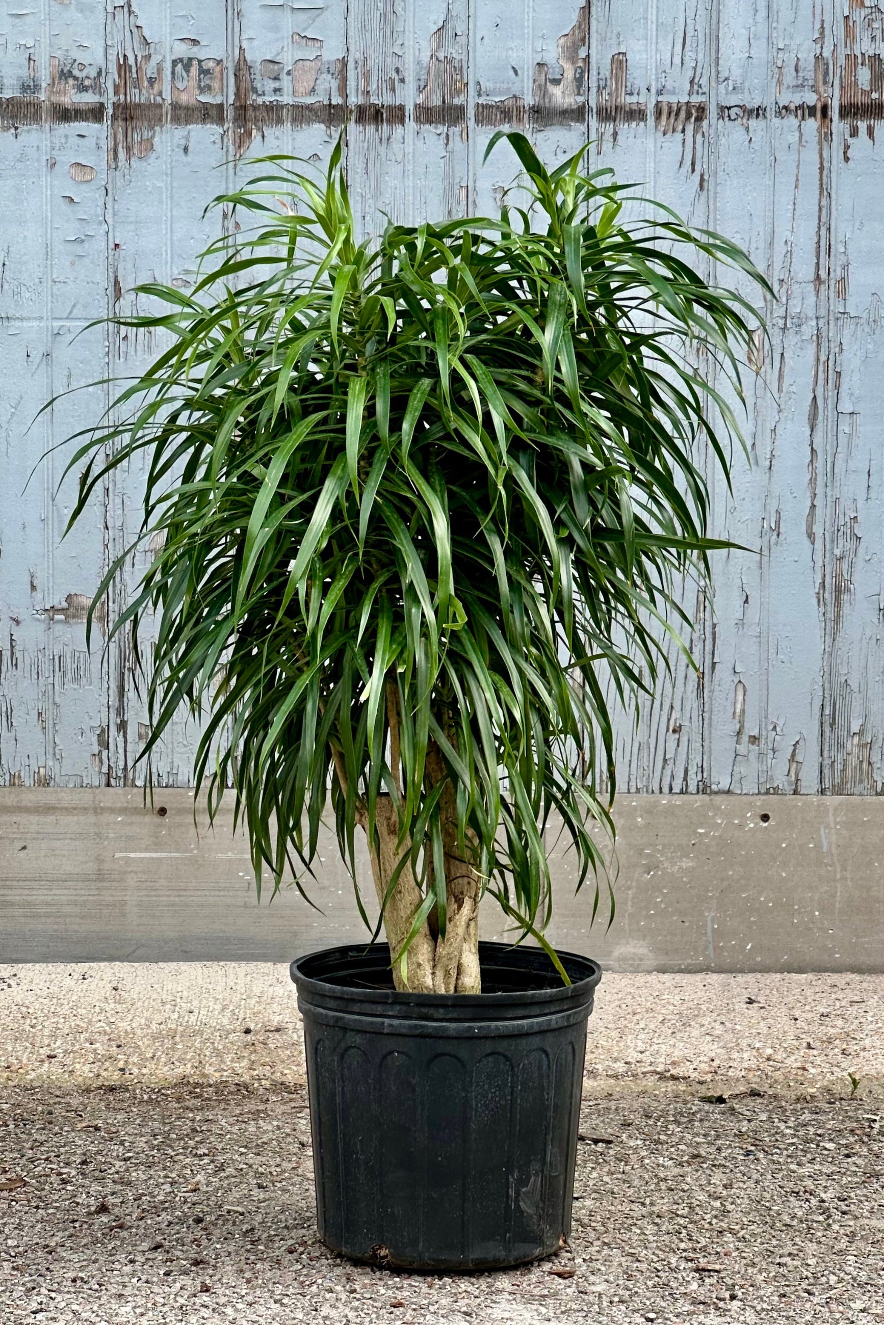 Dracaena 'Anita' in a standard stump form in a 10"growers pot with its shaggy strappy leaves in front of a wood wall.  ©Sprout Home