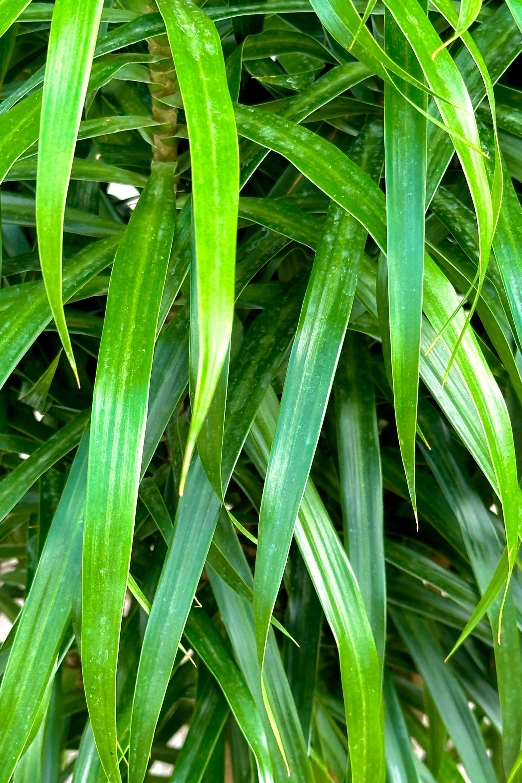 Detail of the Dracaena 'Anita' green strappy leaves ©Sprout Home