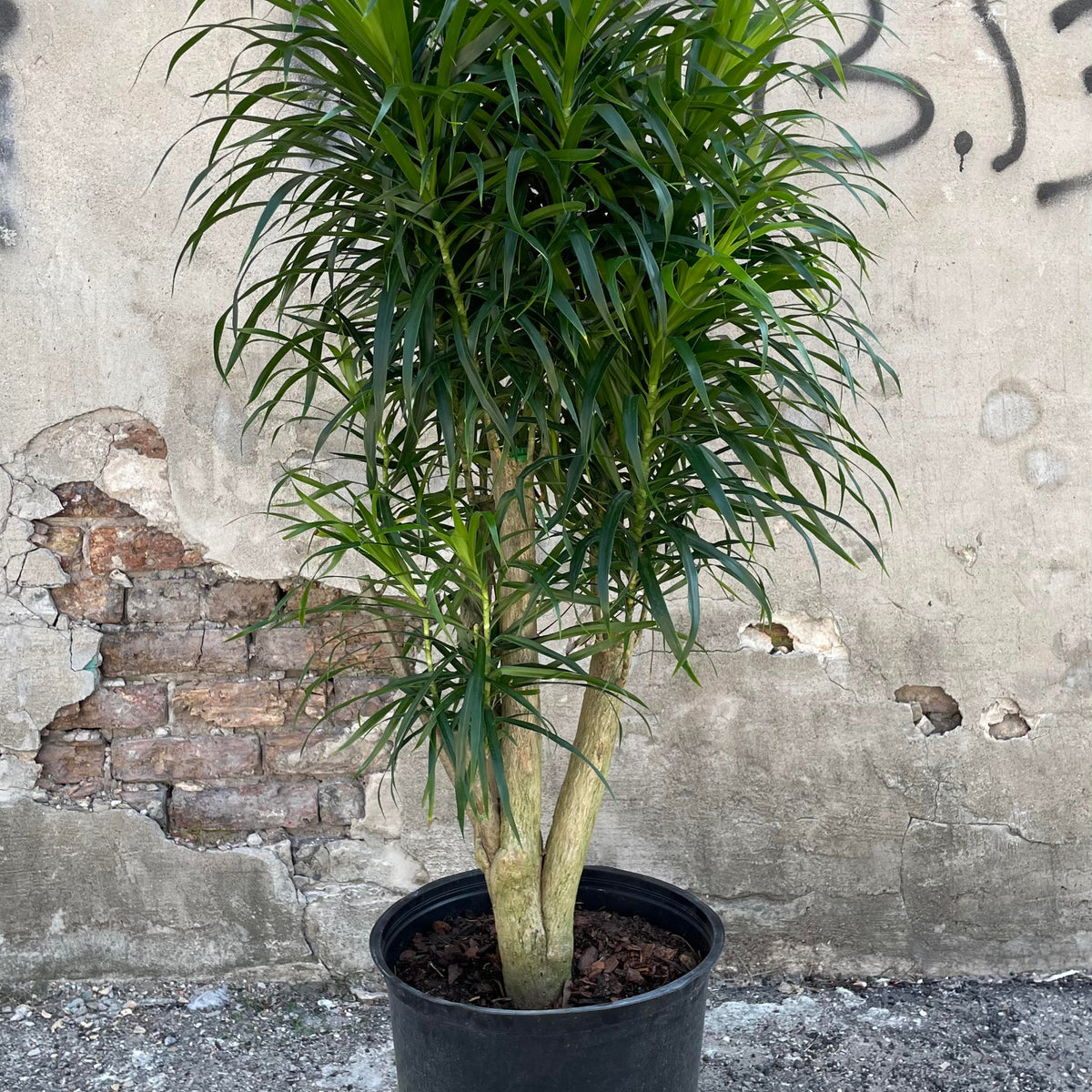 Dracaena 'Anita' standard stump form 14
