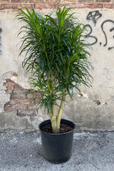 Photo of dark green, narrow leaves of Dracaena 'Anita' plant shown against a cement and brick wall.