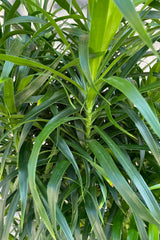 Close photo of dark green, narrow leaves of Dracaena 'Anita' houseplant.