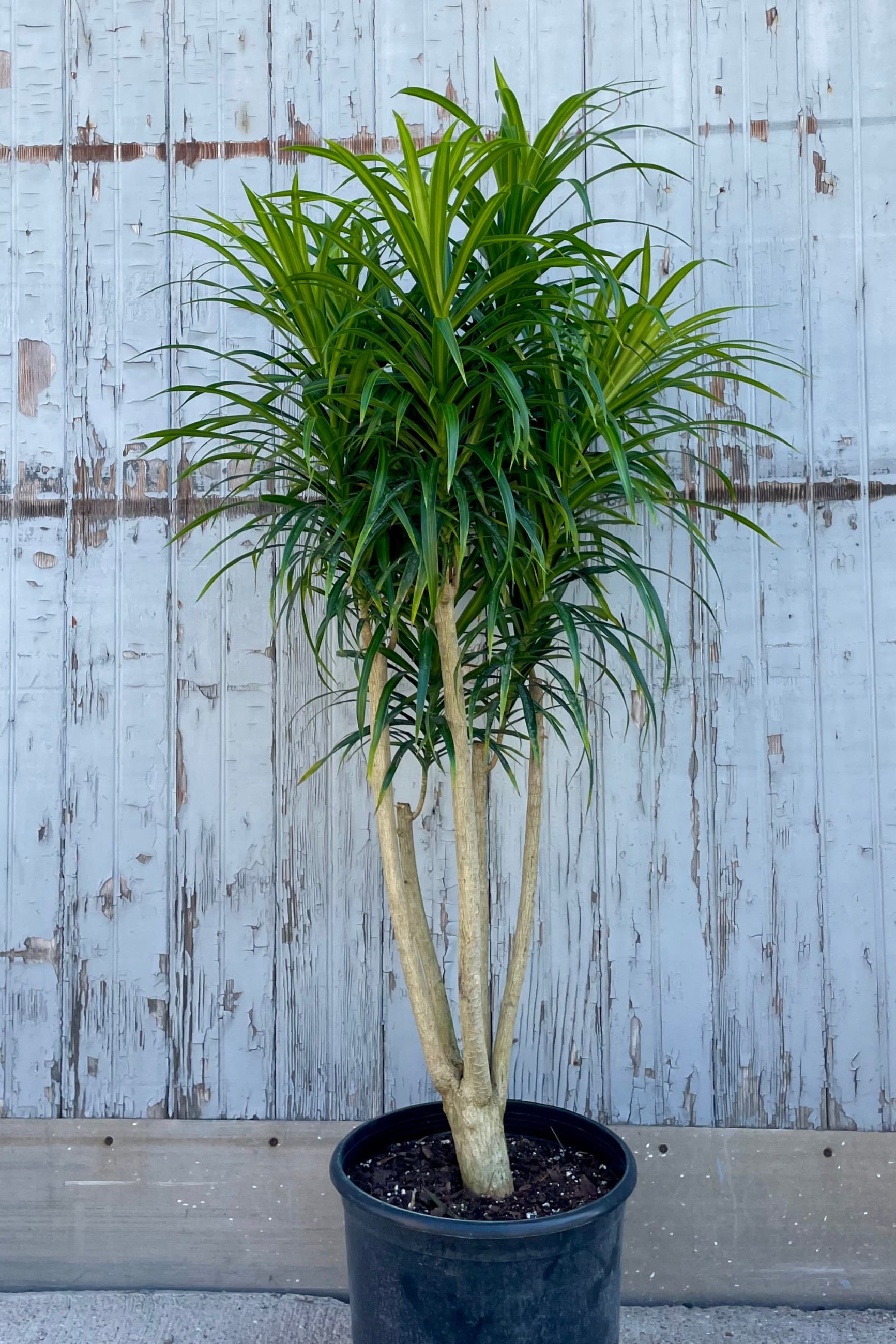 Potted plant against a textured light blue wall. Dracaena 'Anita' ©Sprout Home