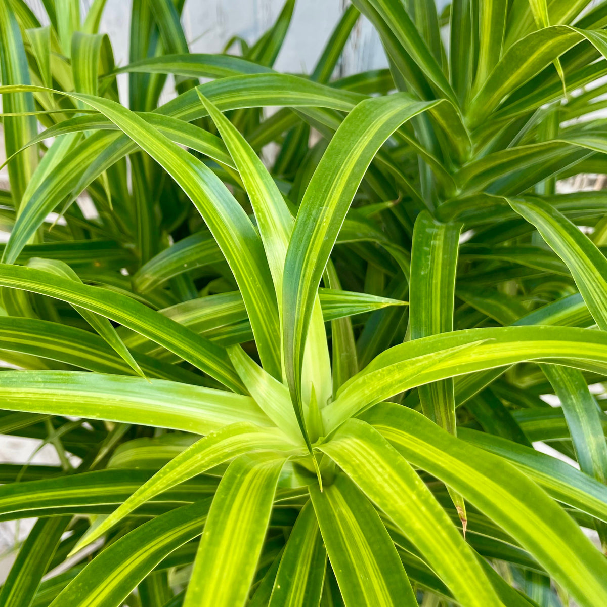 exotic angel plants dracaena Dracaena 'Anita' Variegated 12