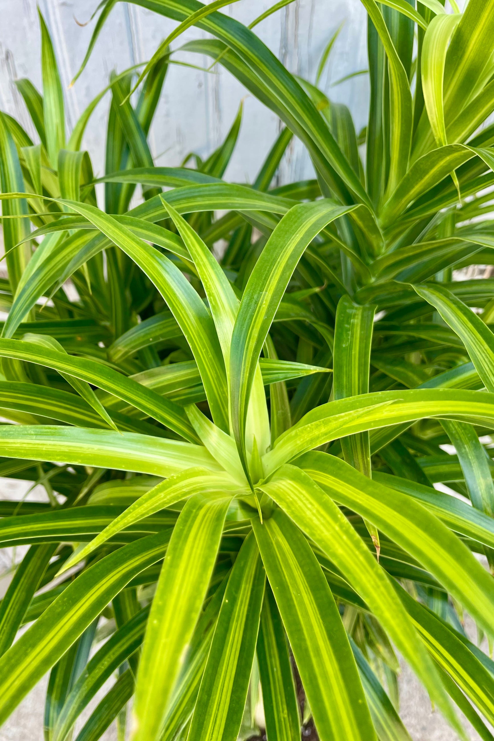 Close-up of a green leafy plant with a blurred background. Narrow green and variegated leaves. Dracaena 'Anita' ©Sprout Home