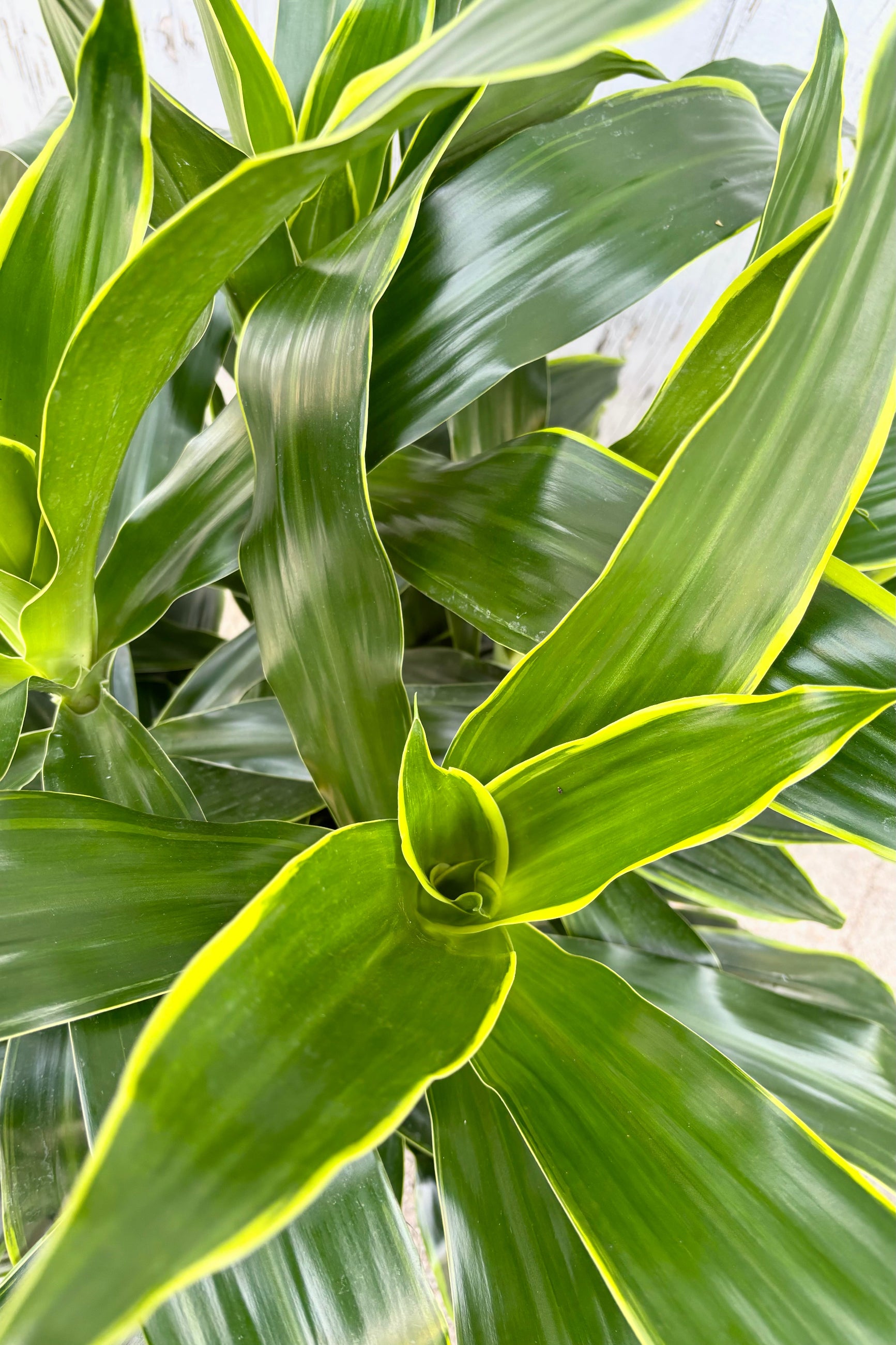 Close up of Dracaena 'Art' plant featuring spear shaped bright medium green leaves with a yellow border at Sprout Home ©Sprout Home