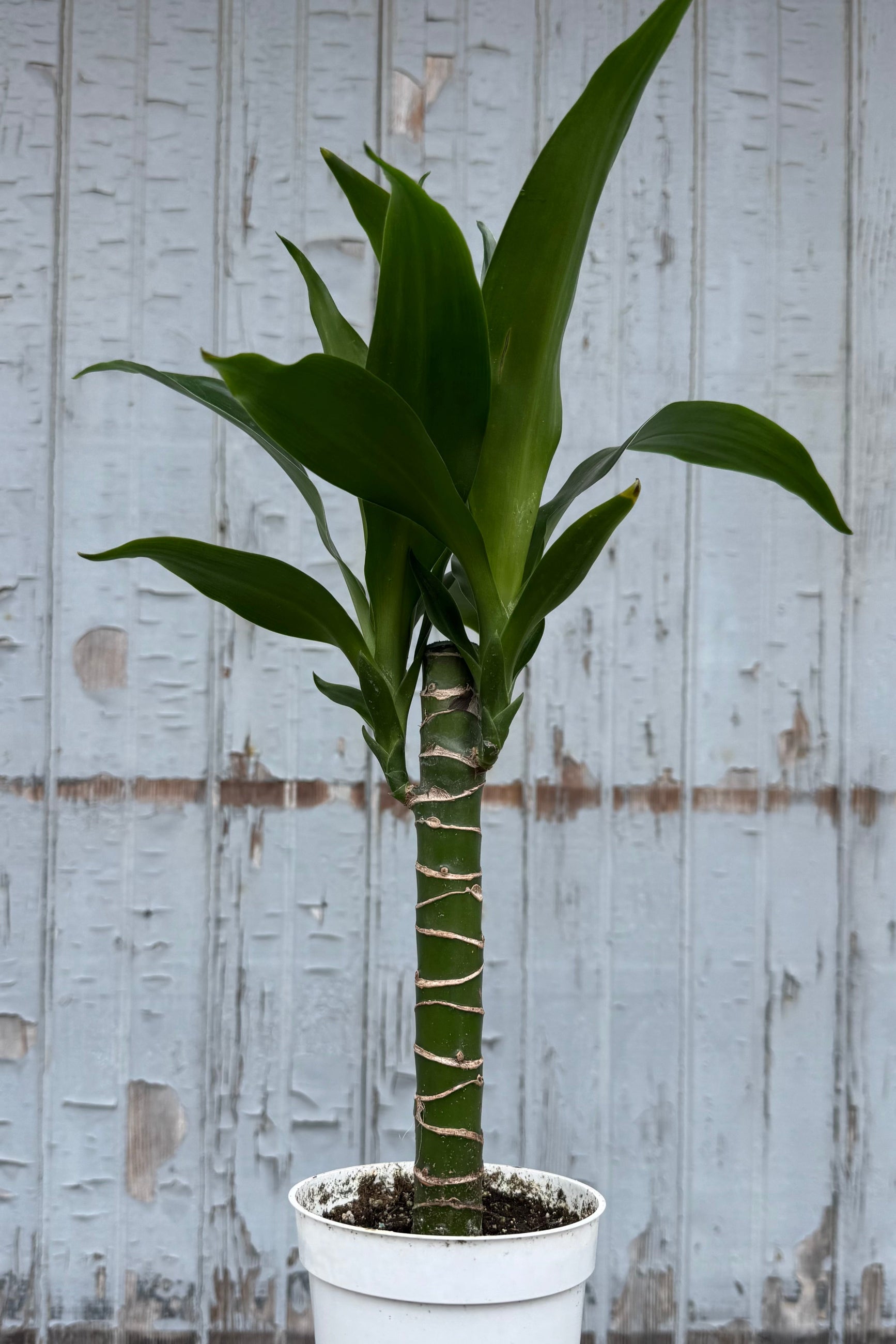 Photo of a plant with a single upright stem and branches of long, narrow, pointed green leaves on top. The plant is a cornplant or Dracaena 'Black Beauty' shown in a white pot in front of a gray wall. ©Sprout Home
