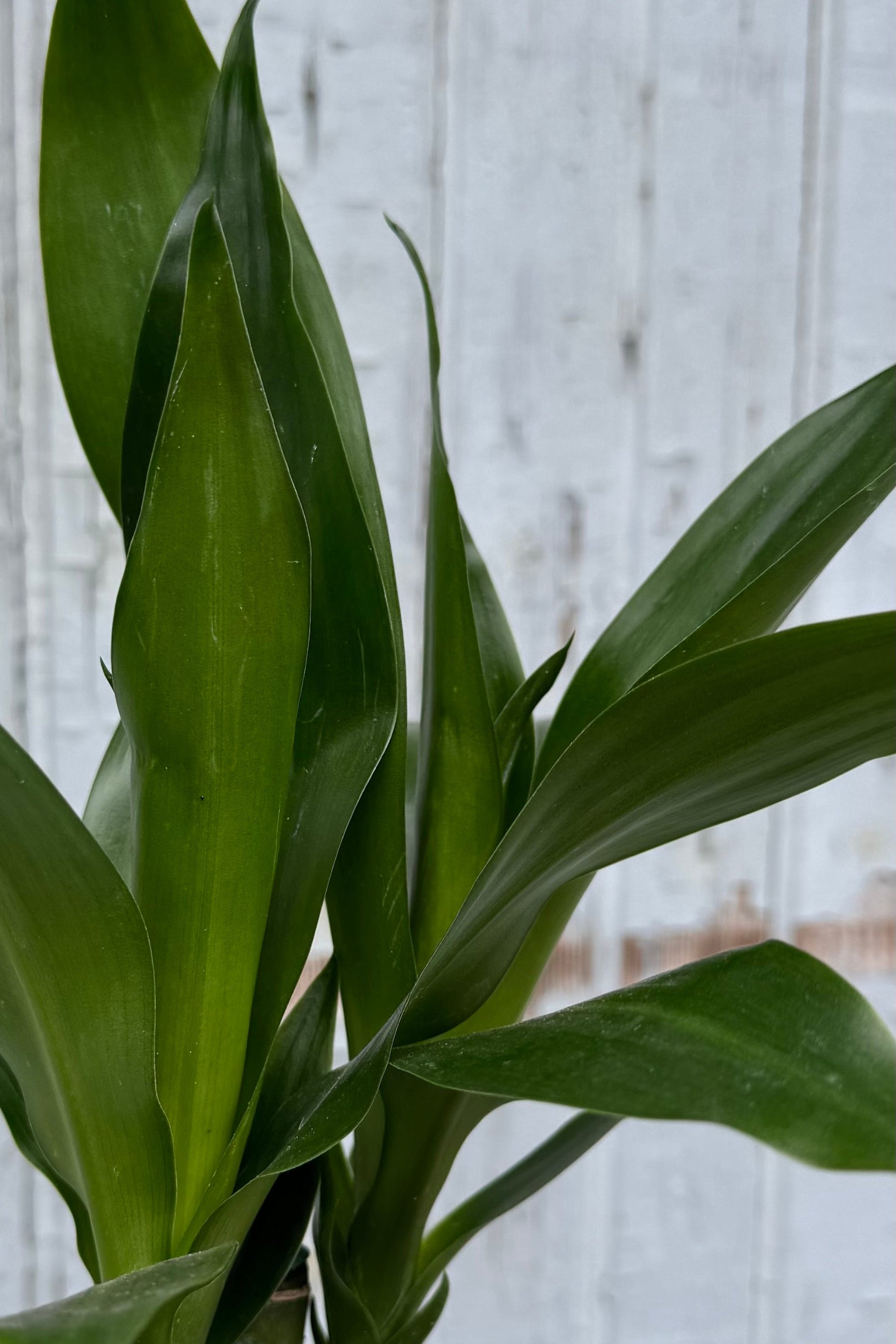 Close photo of dark green leaves that are long, narrow and pointed in front of a gray wall. Dracaena 'Black Beauty' houseplant ©Sprout Home