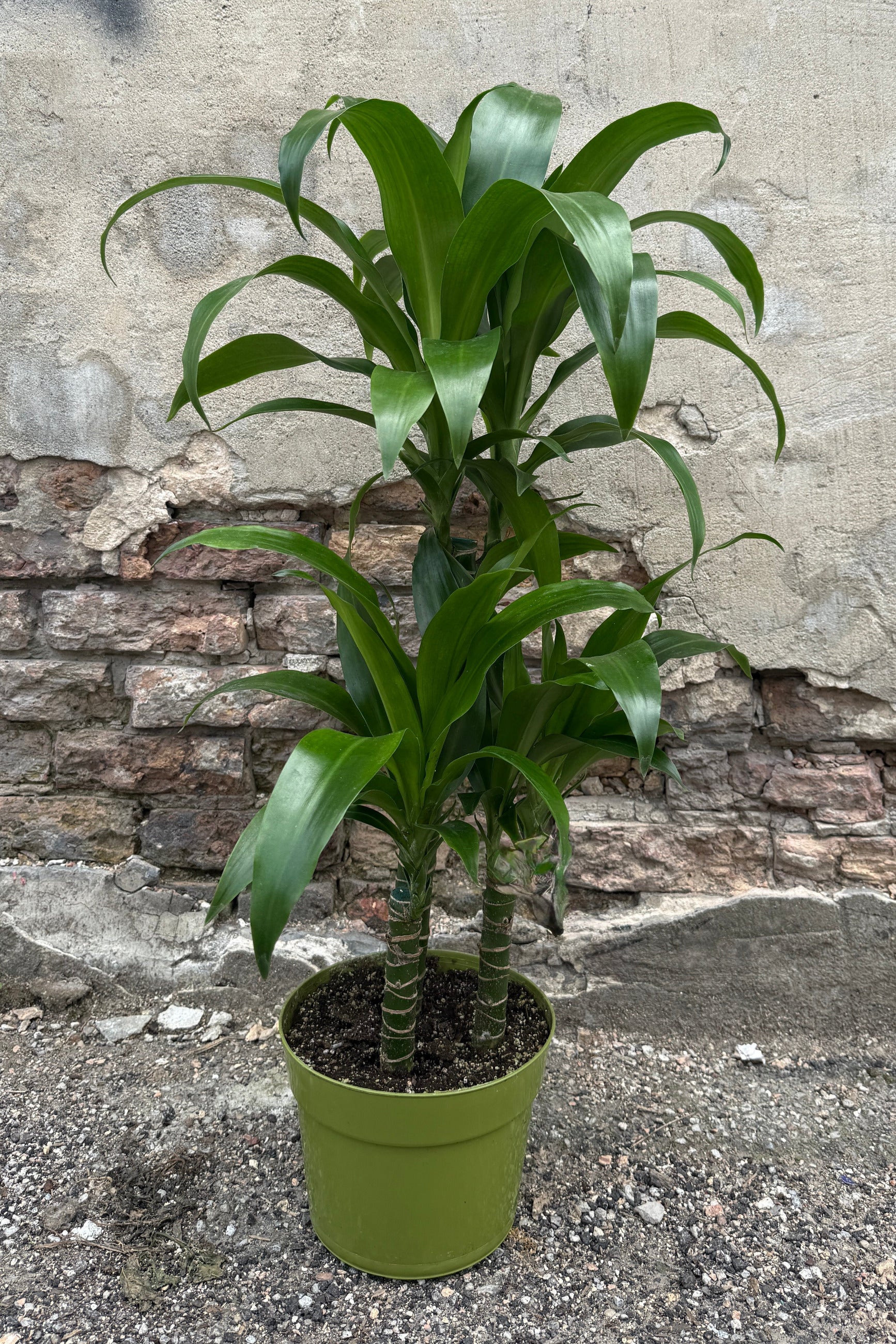 Dracaena 'Black Beauty' multi-cane with green leaves in a 8" growers pot  in front of a stone wall ©Sprout Home