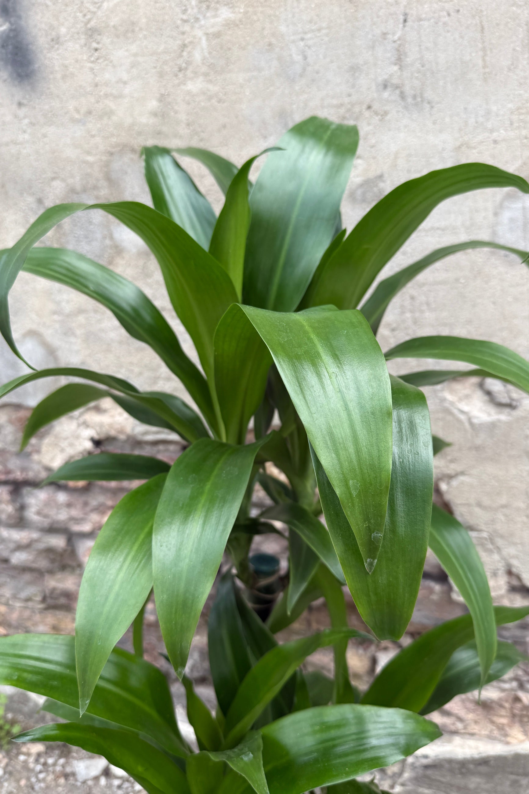 Green leafy Dracaena 'Black Beauty' multi-cane  against a textured wall background ©Sprout Home
