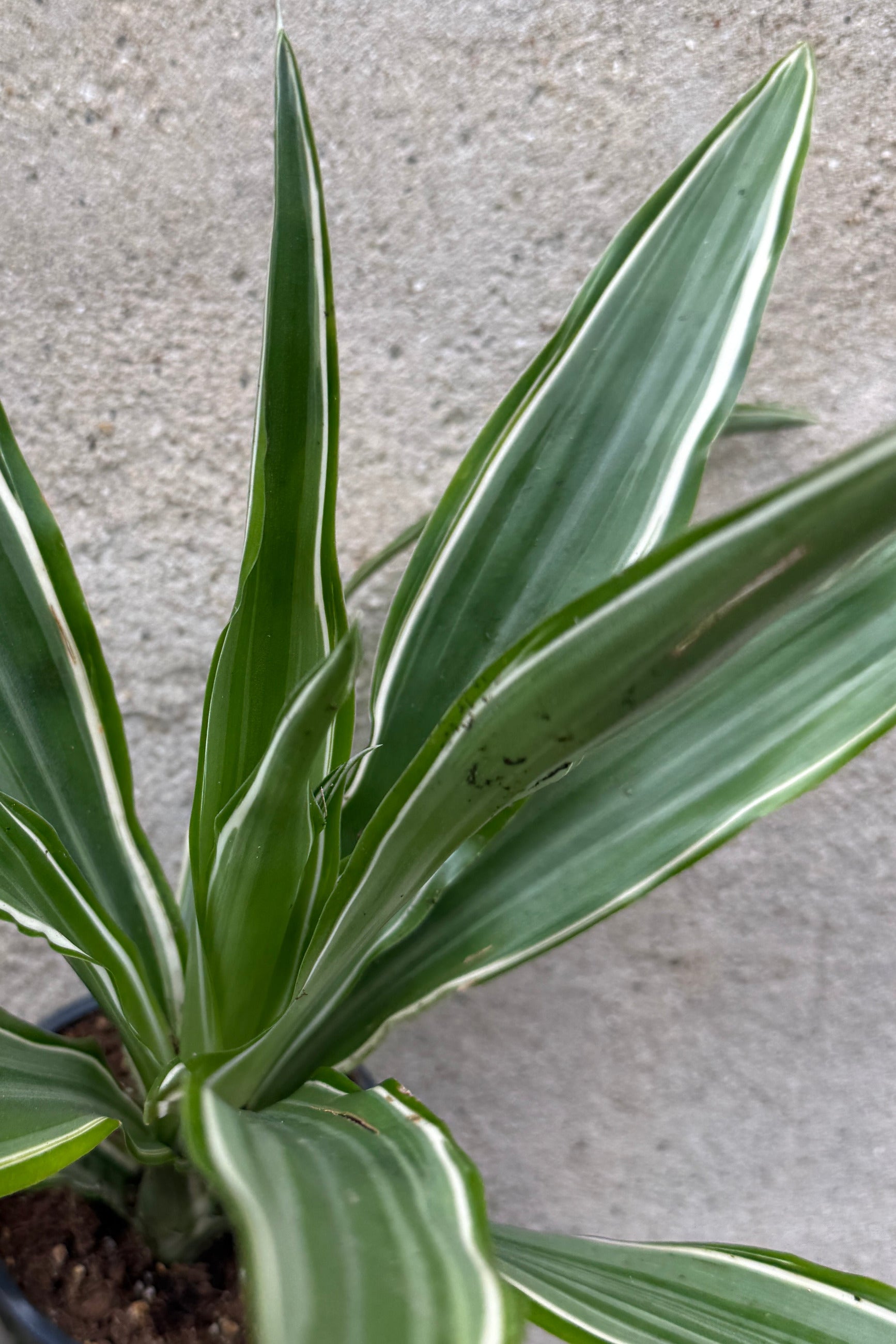 A potted Dracaena 'Warneckii'  commonly known as a variegated dragon tail featuring long, narrow green leaves with prominent white stripes, shown against a neutral concrete background. ©Sprout Home