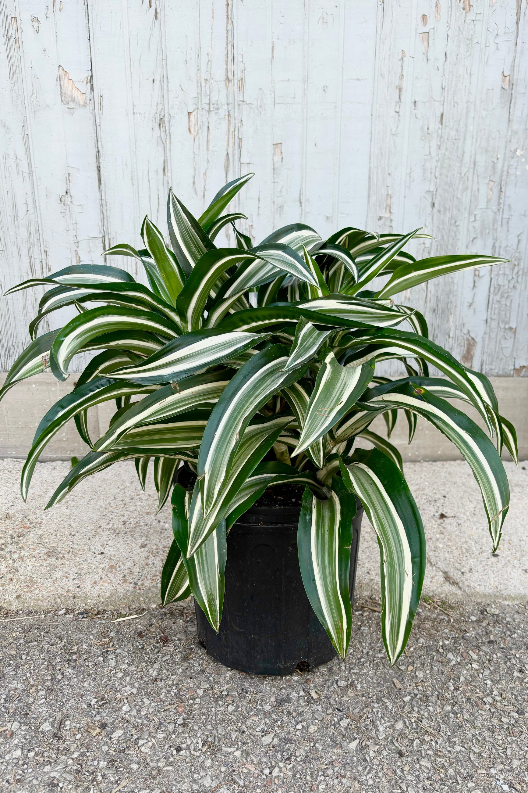 Dracaena 'Jade Jewel' tips in a growers pot against a blue gray wood wall showing off its striped white and green variegation ©Sprout Home