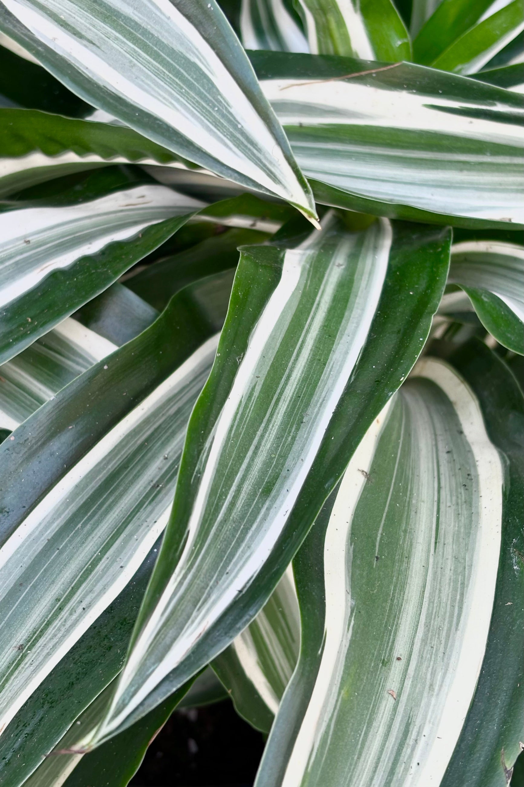 Close up of Dracaena fragrans 'Jade Jewel' dark green spear shaped leaves with white and pale green striping in the center of the leaf. ©Sprout Home