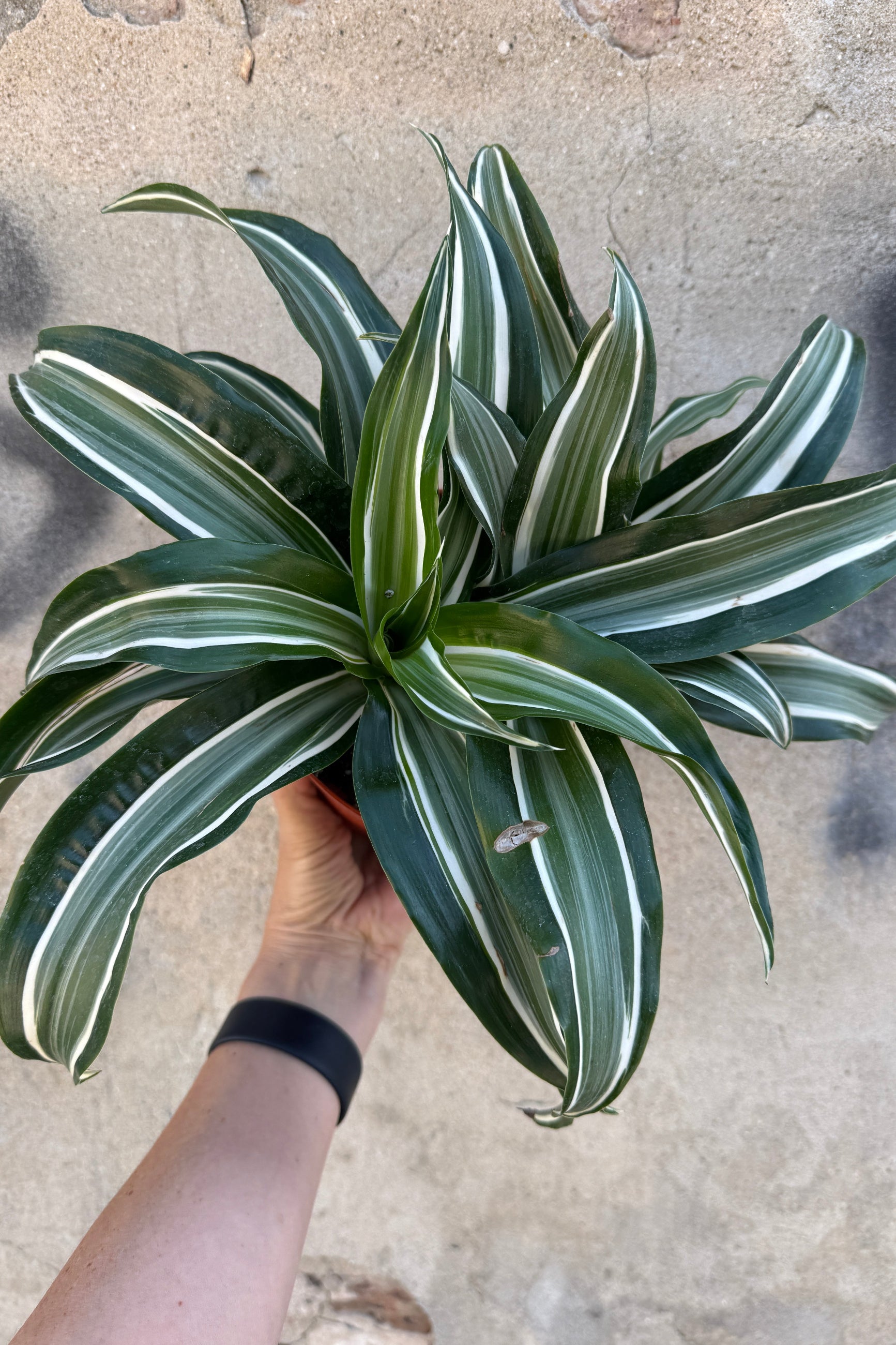 Dracaena fragrans 'Jade Jewel' leaves up close ©Sprout Home