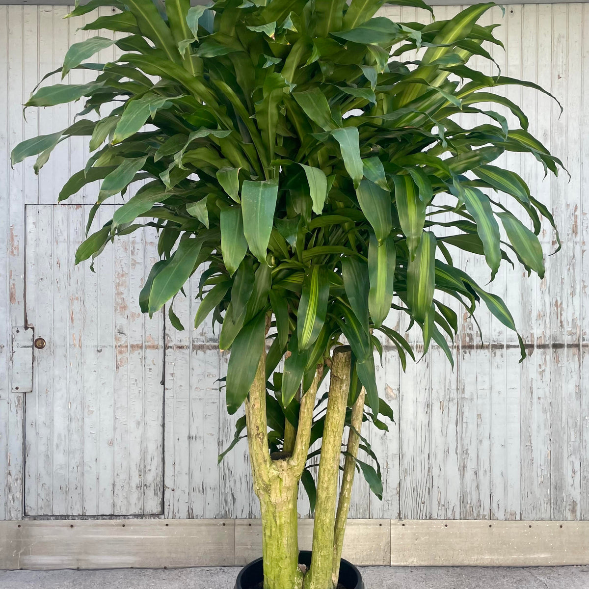 Dracaena fragrans 'Massangeana' multi cane #10 at SPROUT HOME