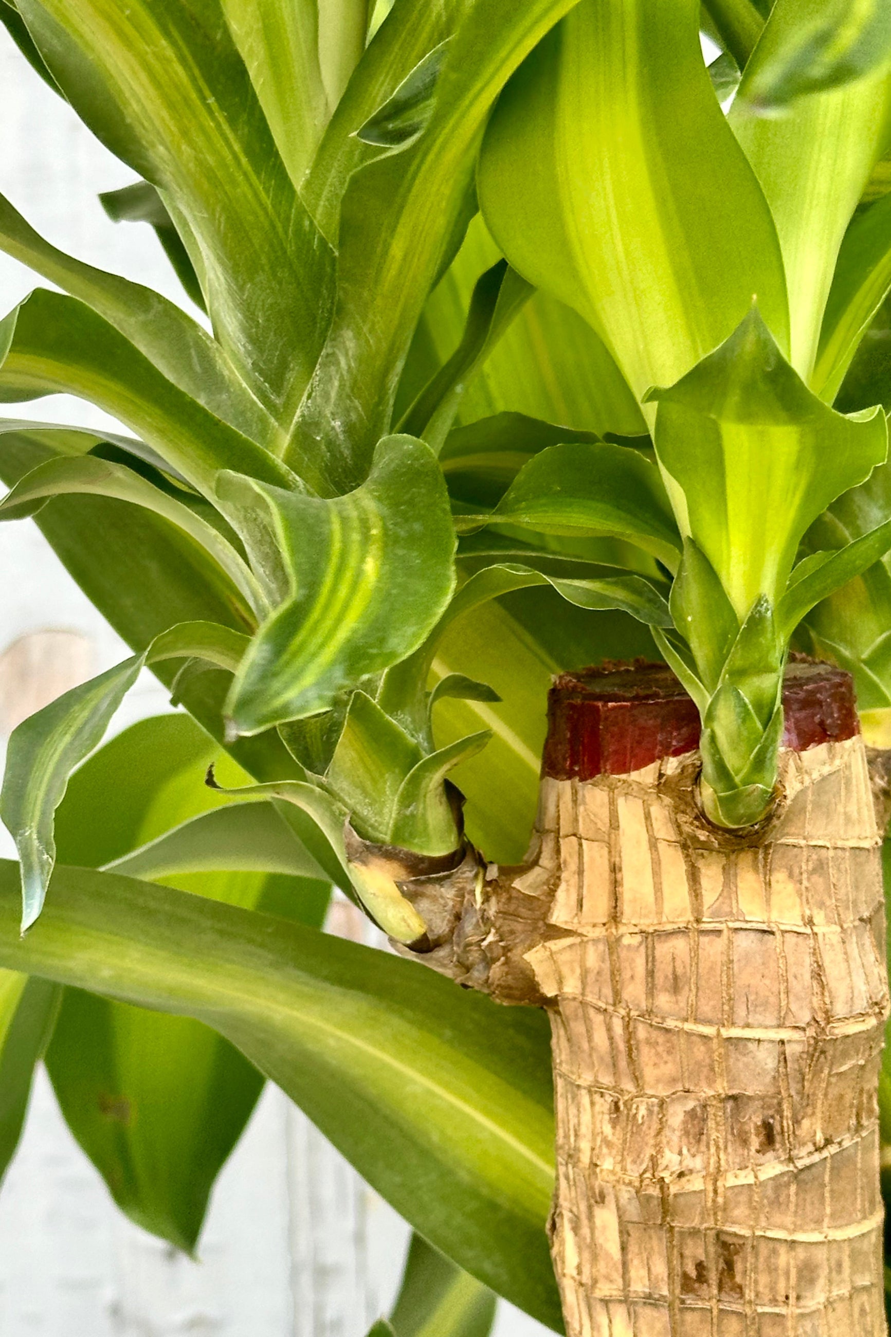 Detail of the brown stalk stump and green striped leaves of the Dracaena 'Massangeana' at Sprout Home.  ©Sprout Home