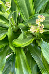 Close photo of the striped green leaves of Santa Rosa Dracaena with flower clusters.