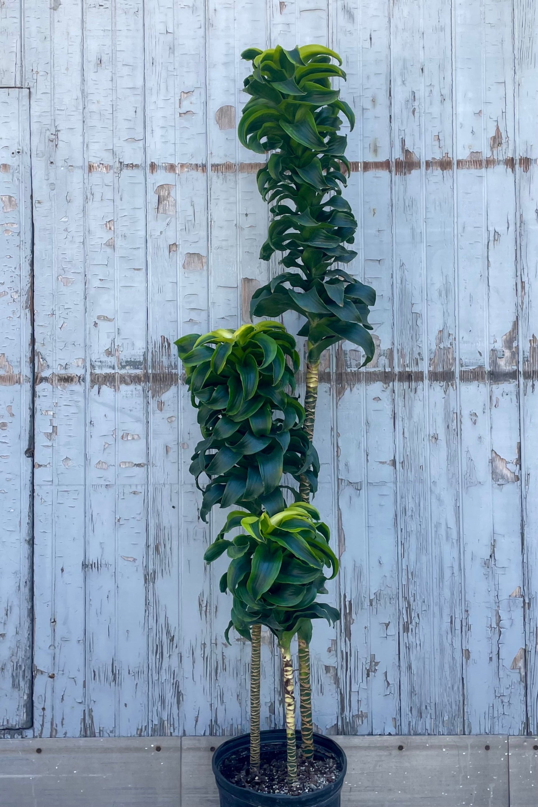A tall, narrow potted plant in front of a wooden wall ©Sprout Home