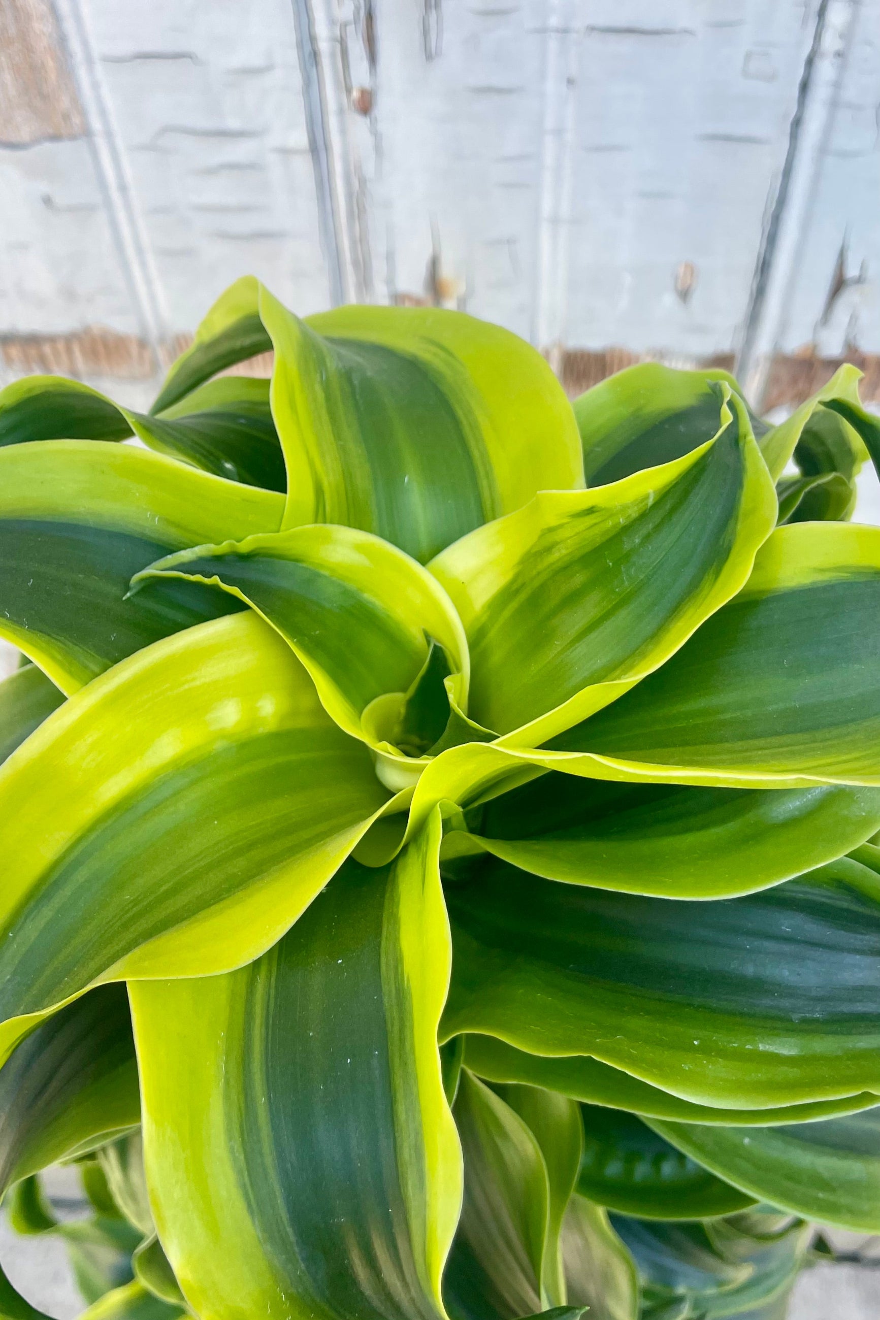 Close-up of a brightly variegated plant with twisting leaves ©Sprout Home