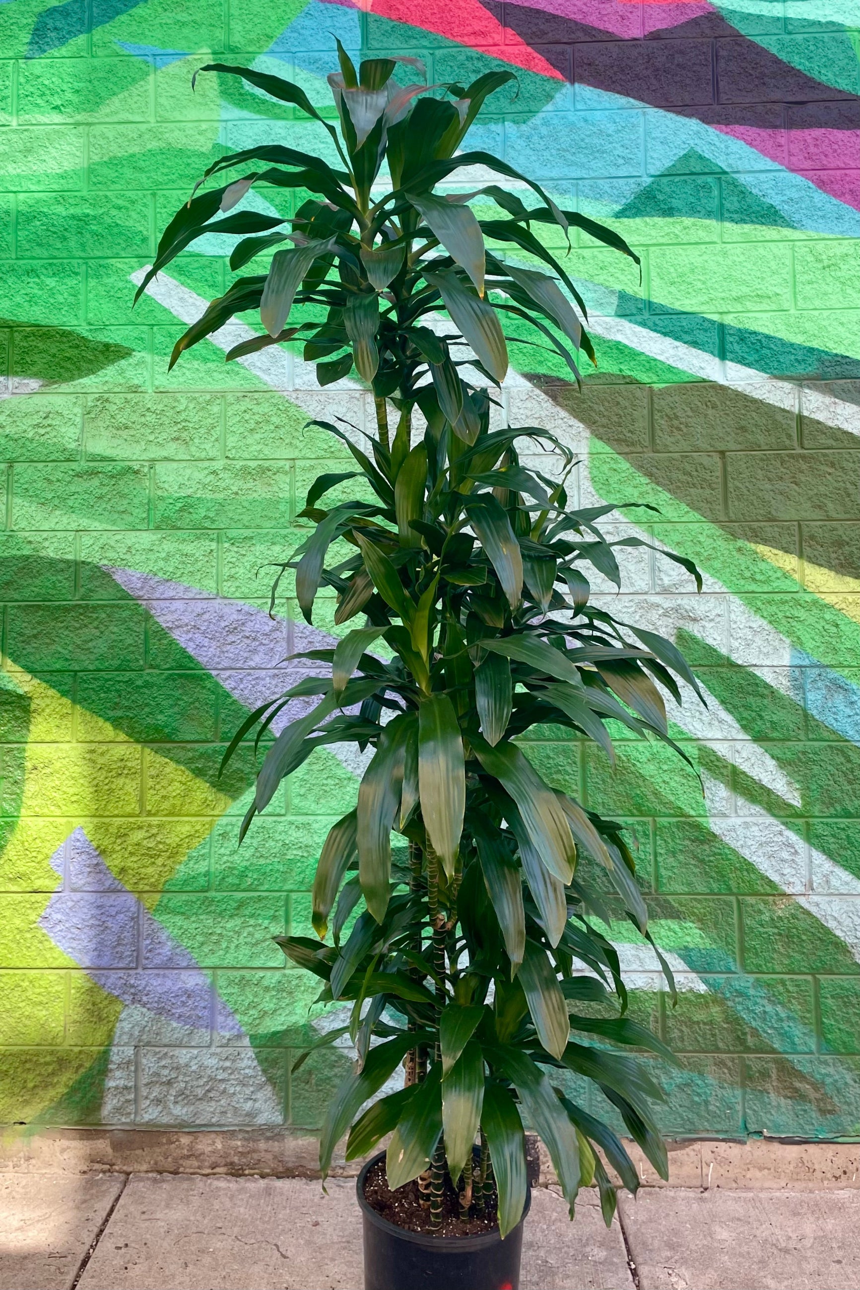 Photo of a very tall Dracaena in front of a colorful painted wall ©Sprout Home