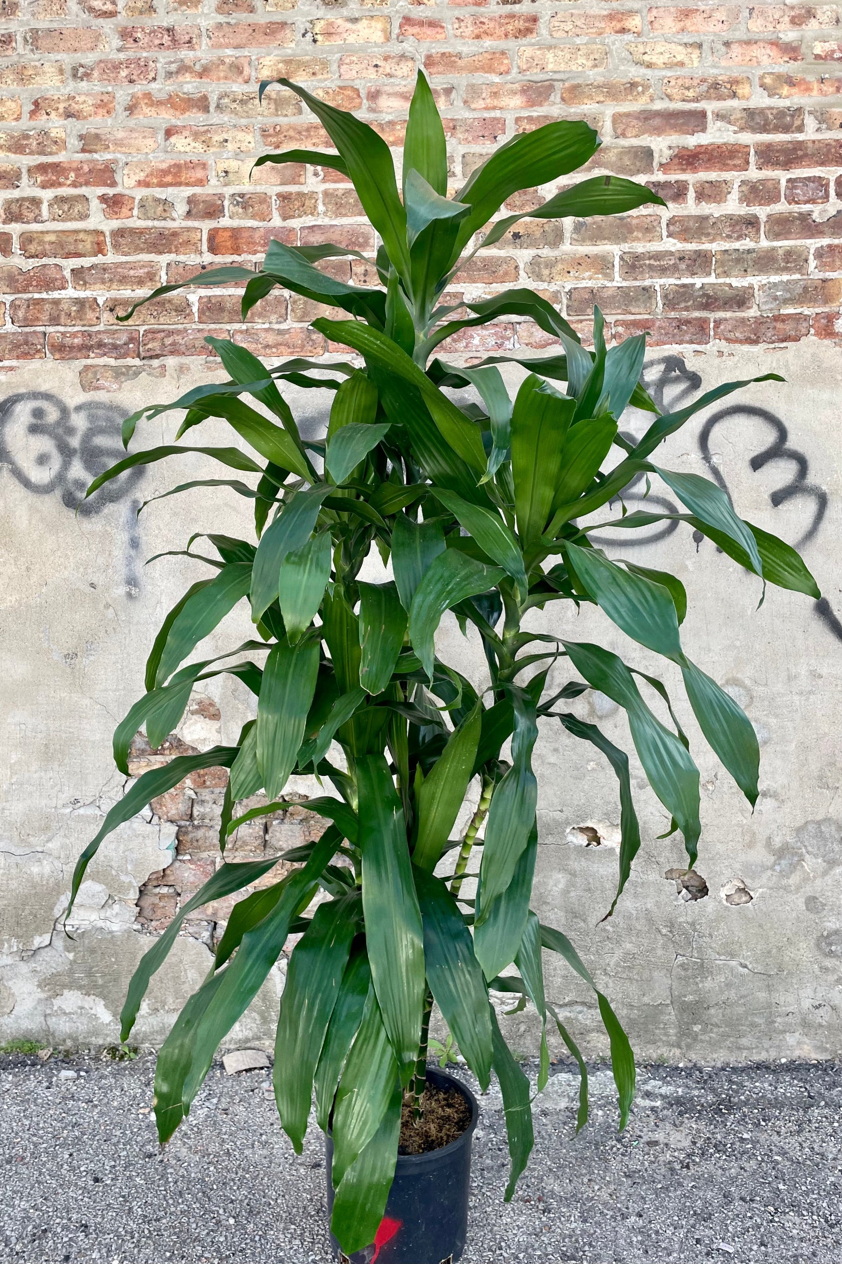 Photo of dark green long leaves of Dracaena 'Janet Craig' in a black pot against a cement and brick wall. ©Sprout Home