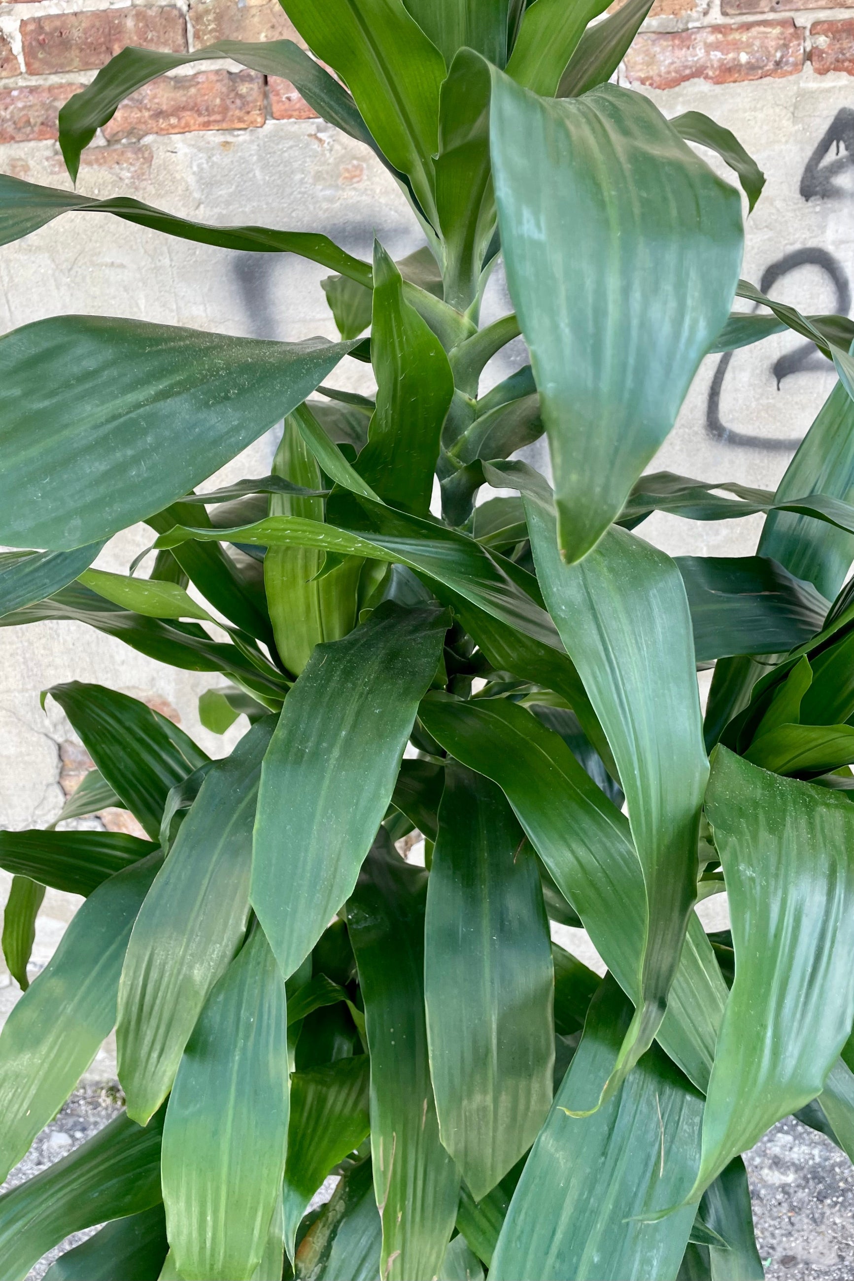 Close photo of dark green leaves of Dracaena 'Janet Craig' ©Sprout Home