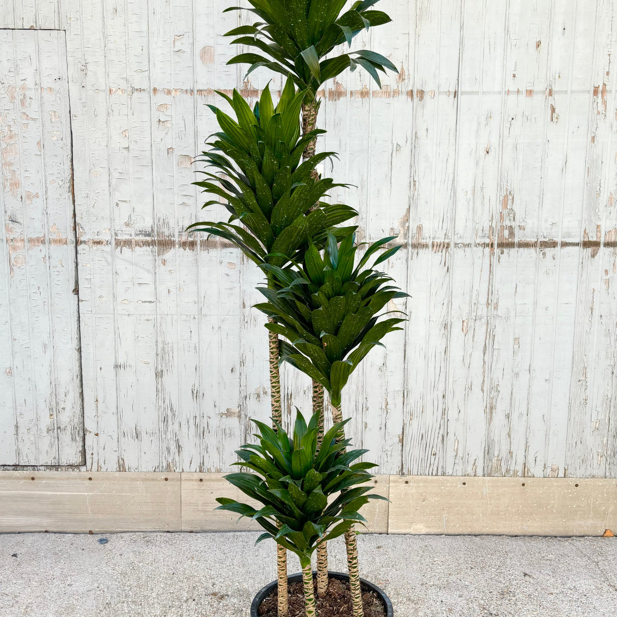 dracaena janet craig compacta propagation Dracaena 'Janet Craig Compacta' 12" at SPROUT HOME