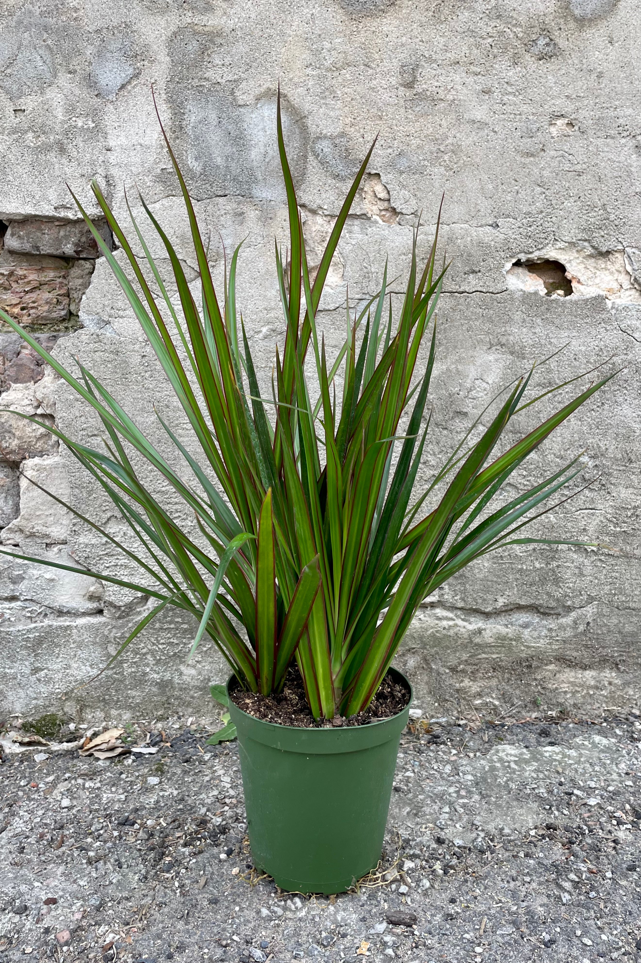 Photo of a Dracaena marginata in a green pot against a cement wall.