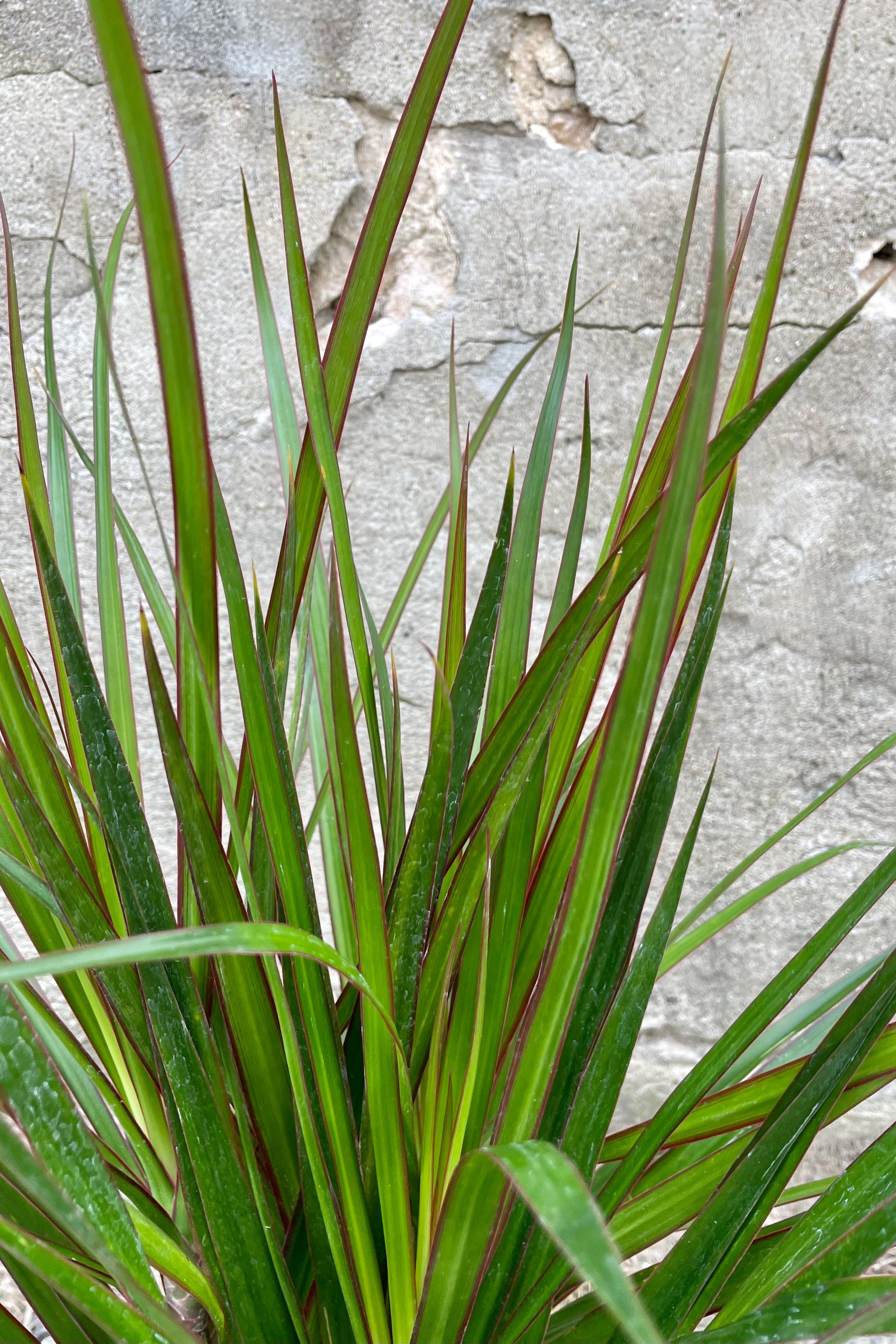 Close photo of narrow green leaves a red margin of Dracaena marginata against a concrete wall. ©Sprout Home