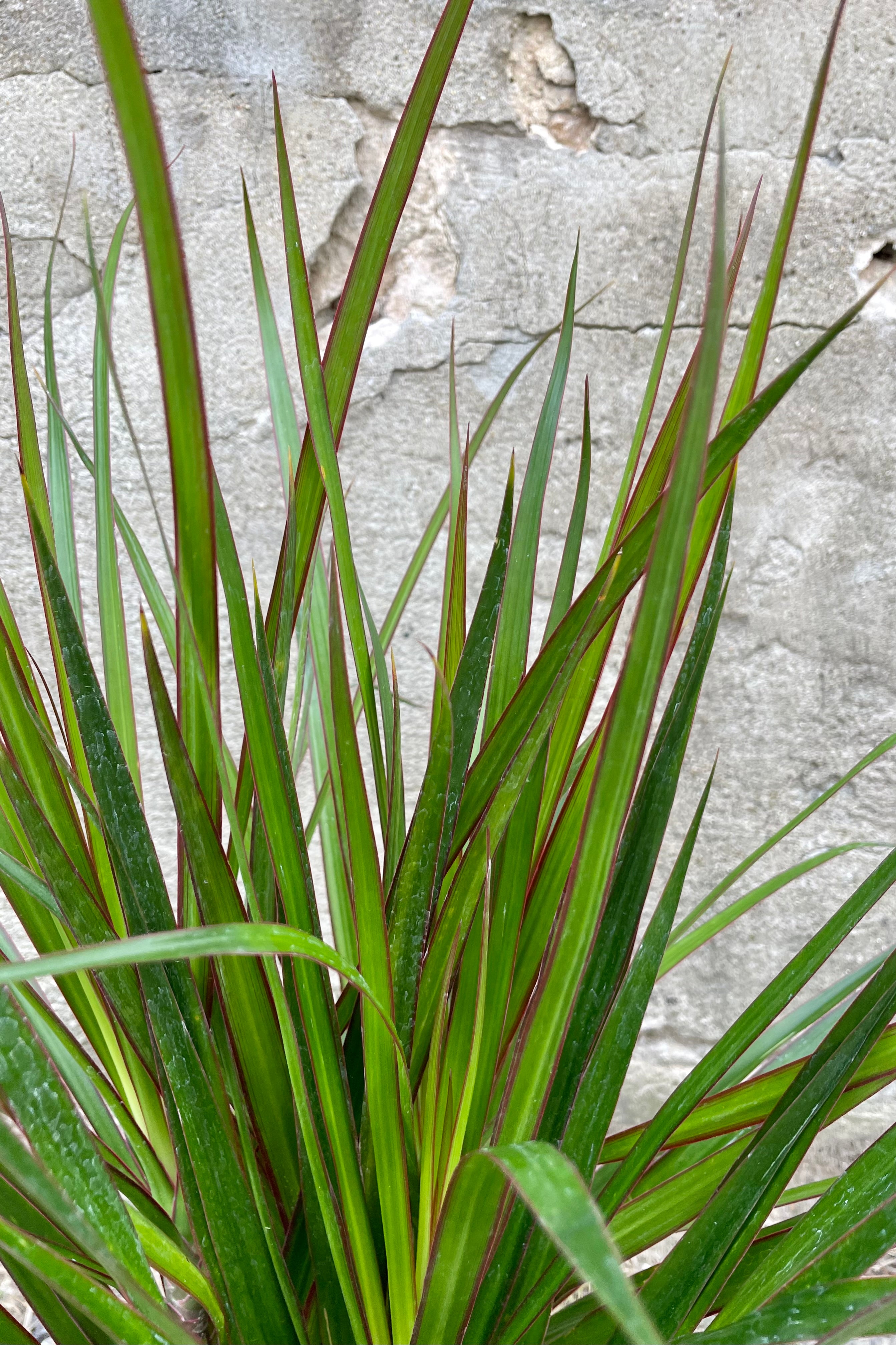 Close photo of narrow green leaves a red margin of Dracaena marginata against a concrete wall.