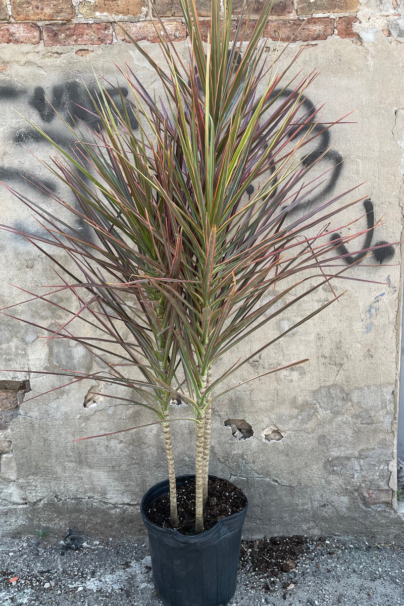Draceana marginata 'Colorama' in a 12" growers pot against a concrete wall showing off its bright rose and green foliage. 